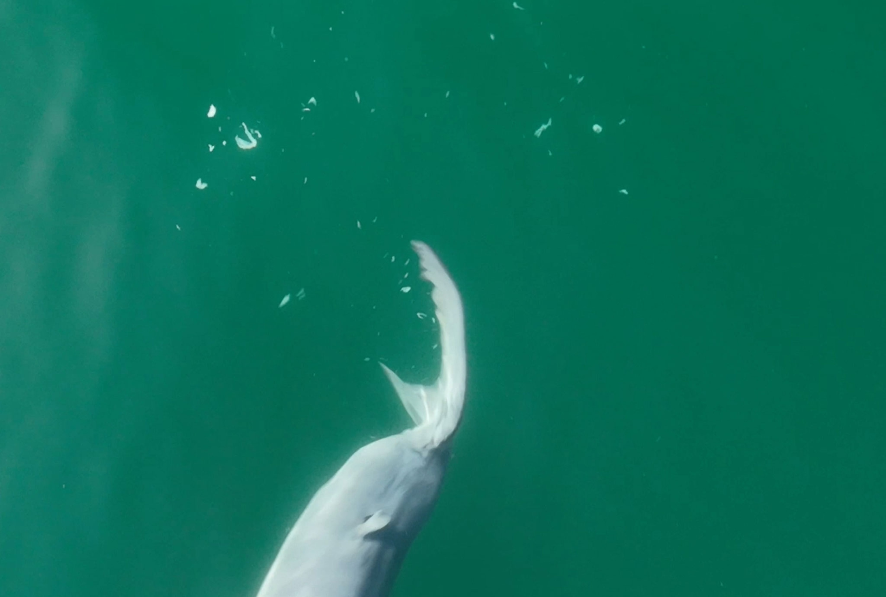 A small, full length, newborn great white shark, swimming in a sea green waters.