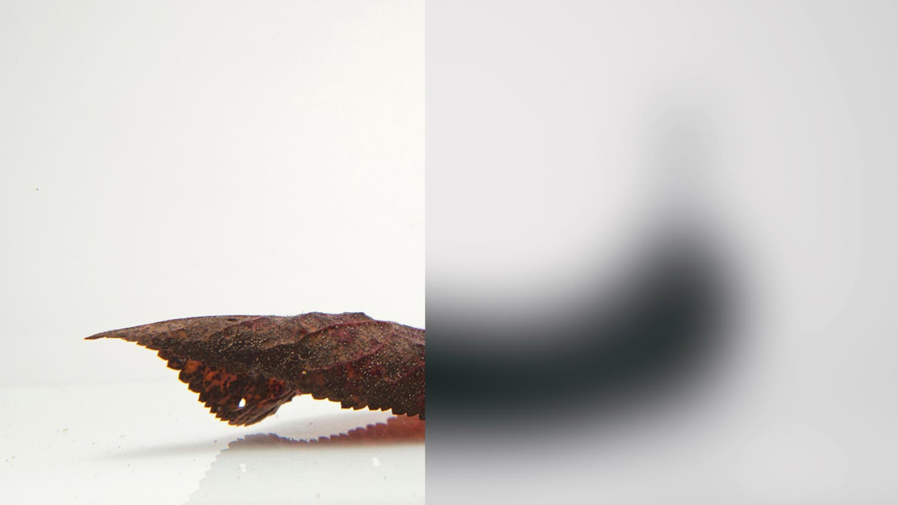 Flatworm Dugesia dorotocephala
