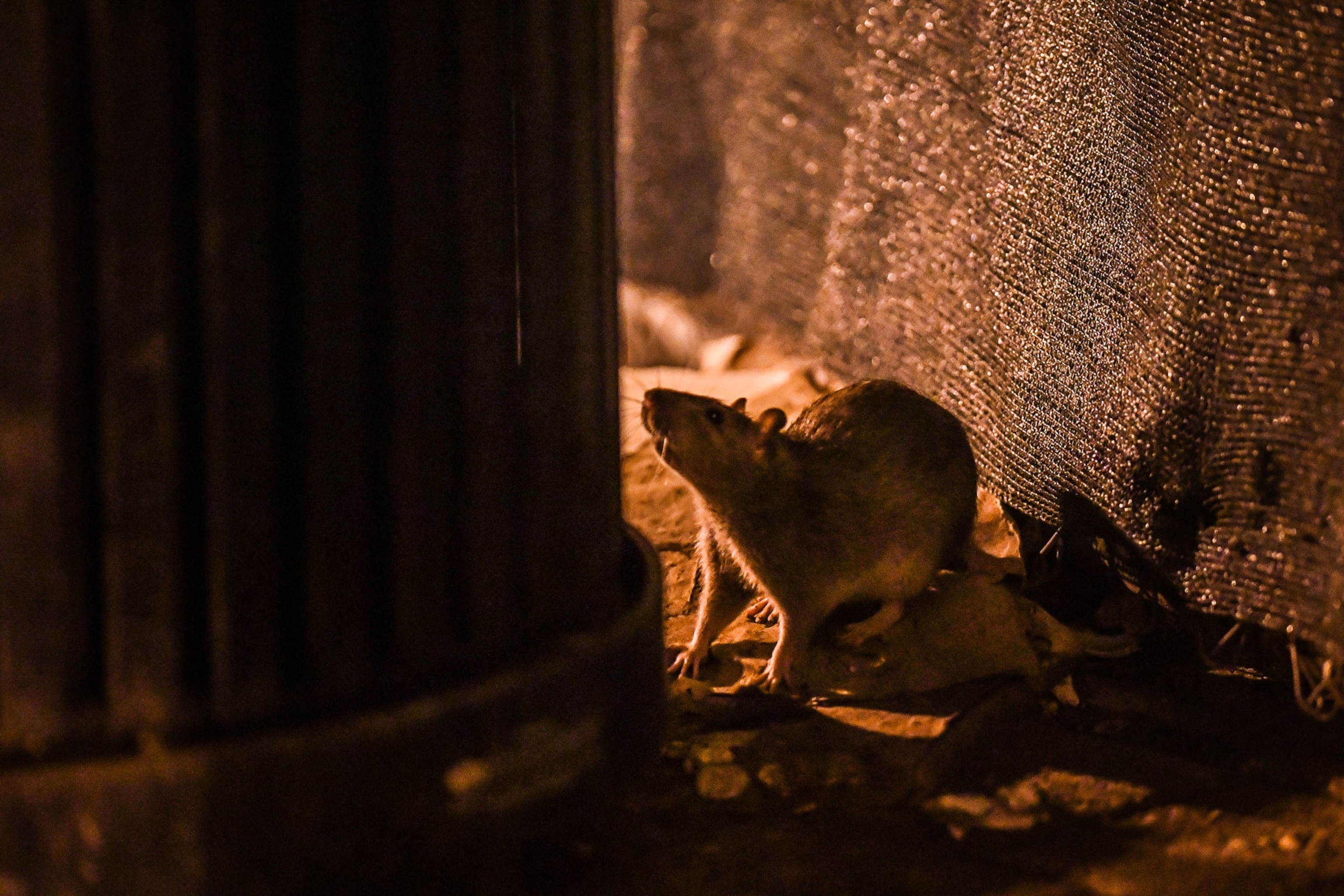 a rat looking for food in a trash can