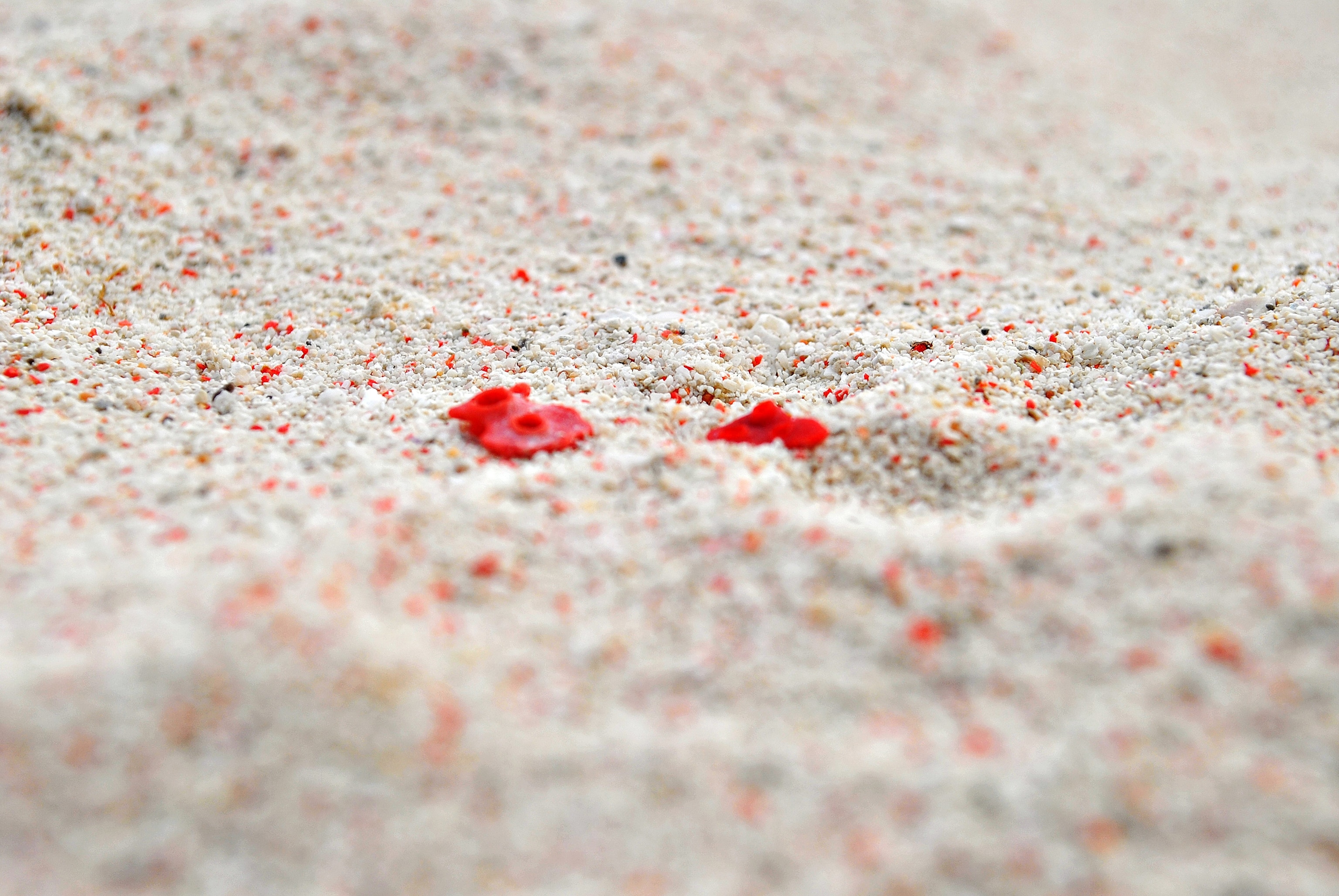 coral on the beach of Pink Beach on Great Santa Cruz Island, Zamboanga, The Philippines