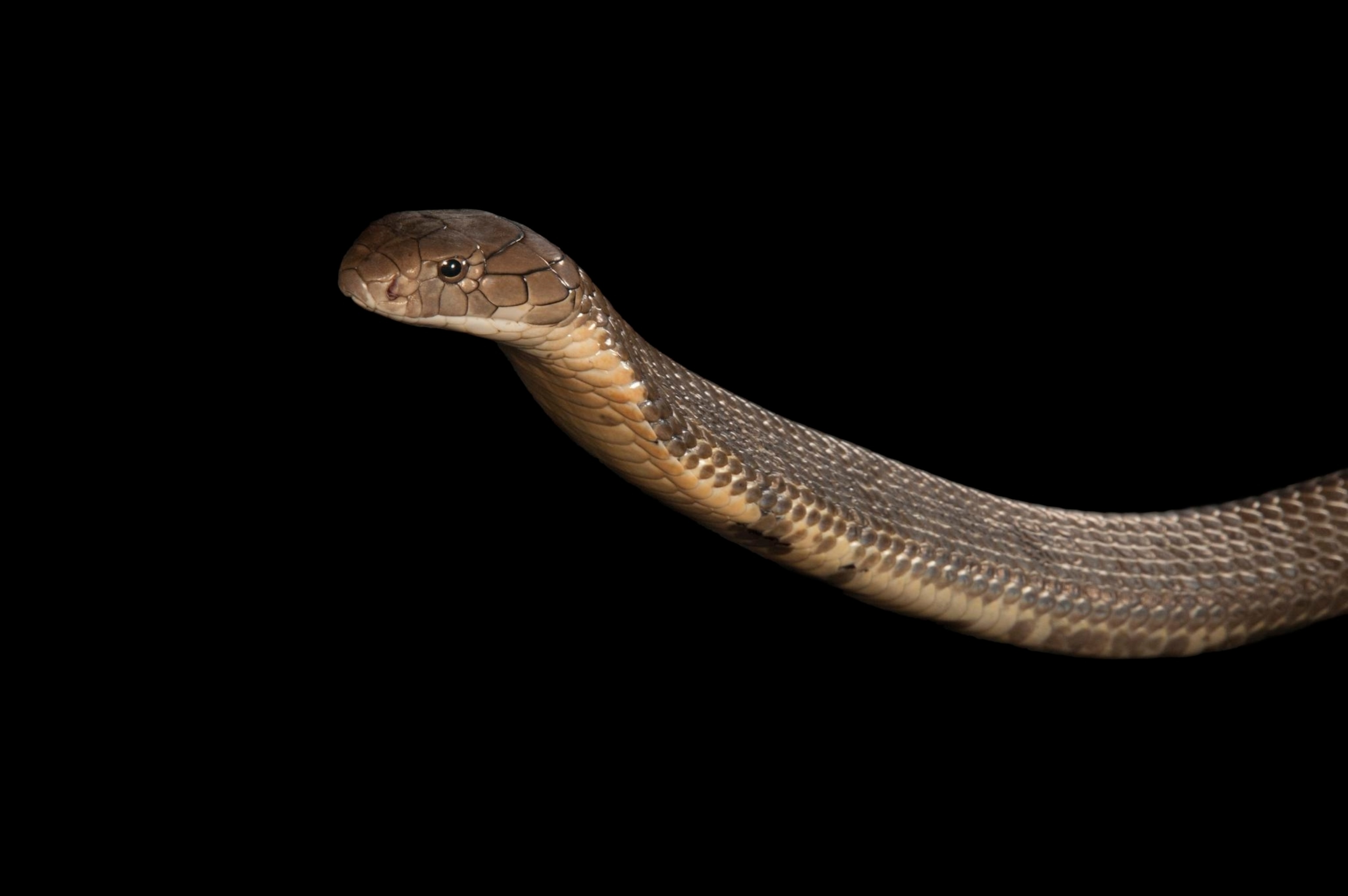 a king cobra