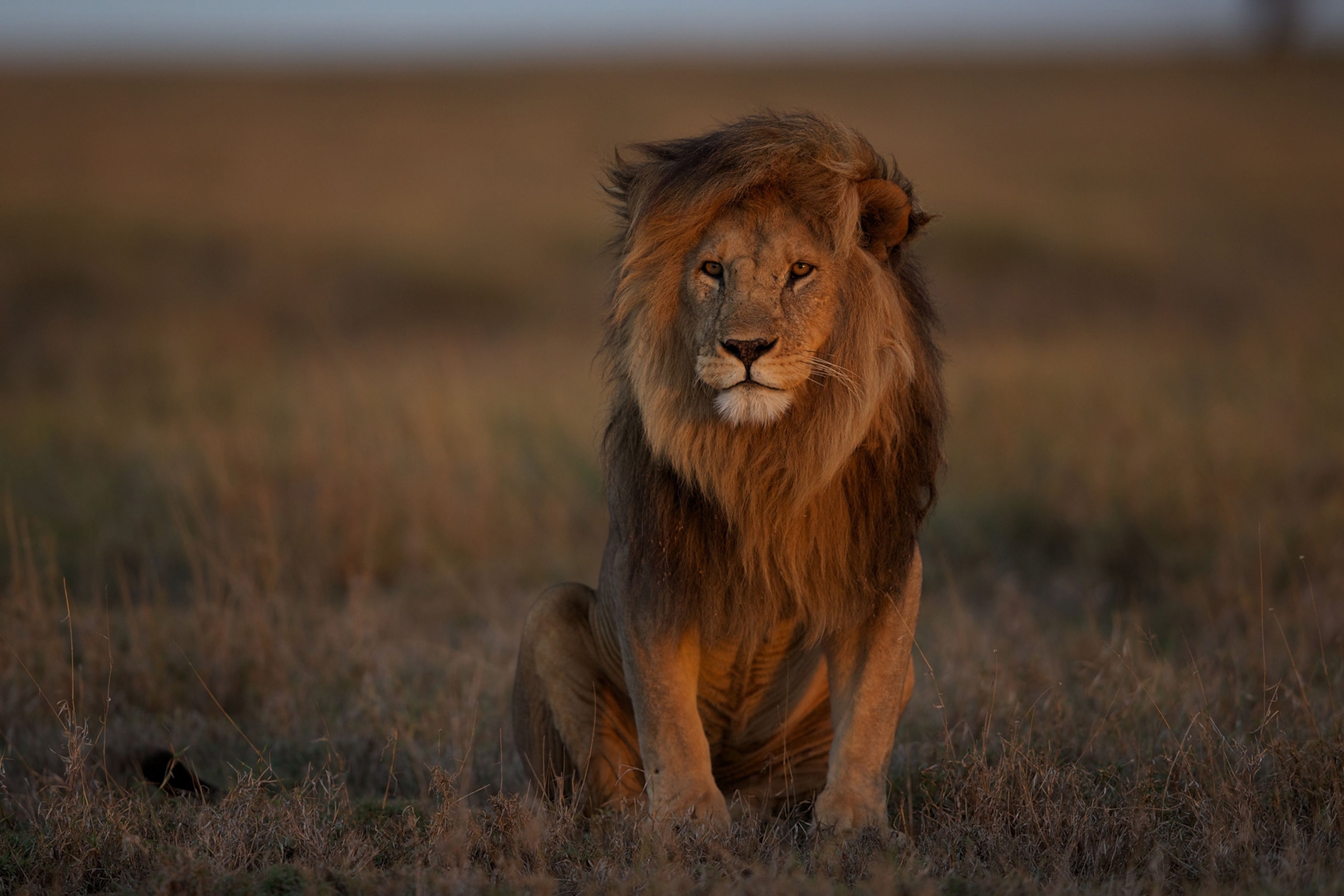 an adult male lion at resting in the Serengeti plains