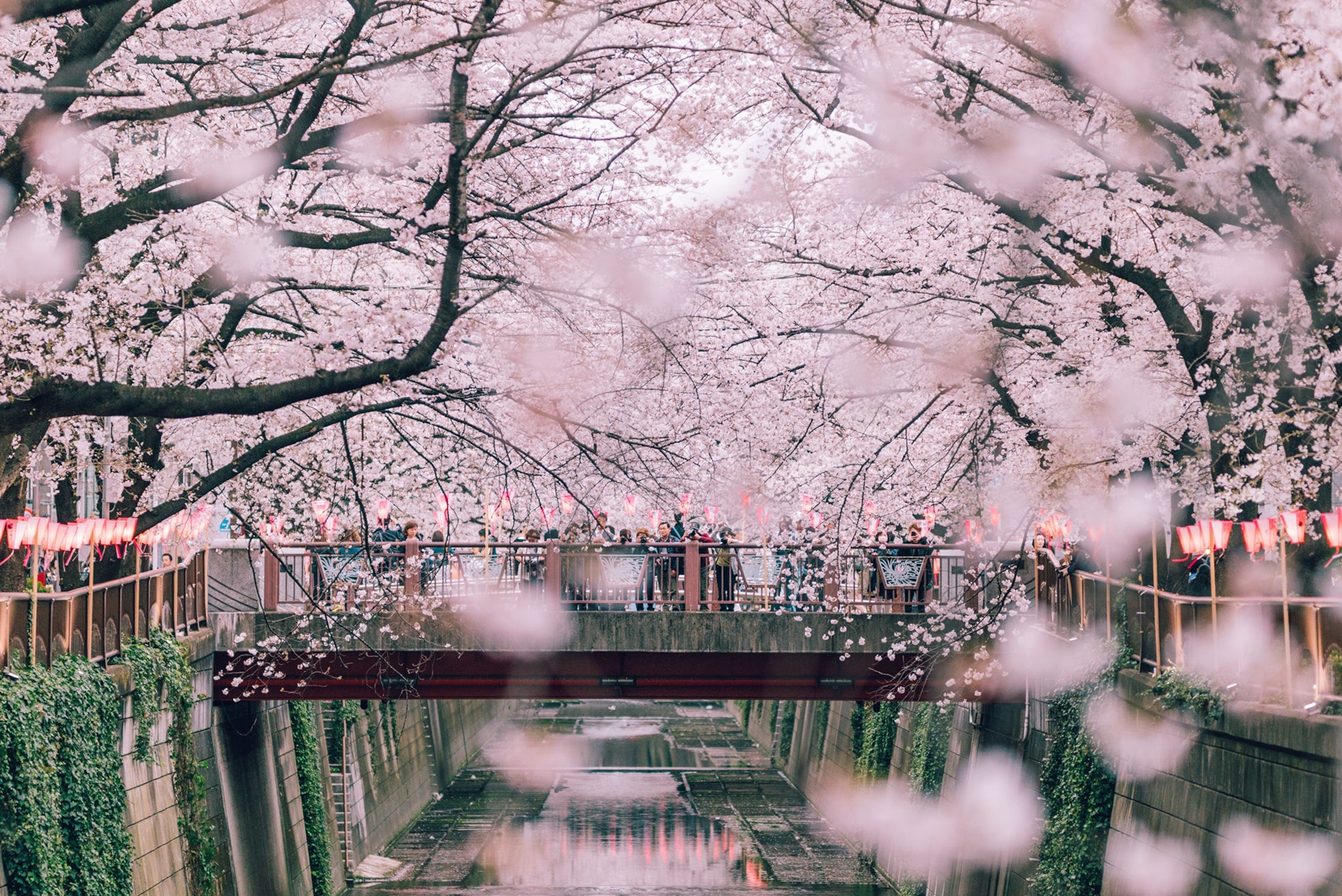 A canal surrounded by cherry blossoms