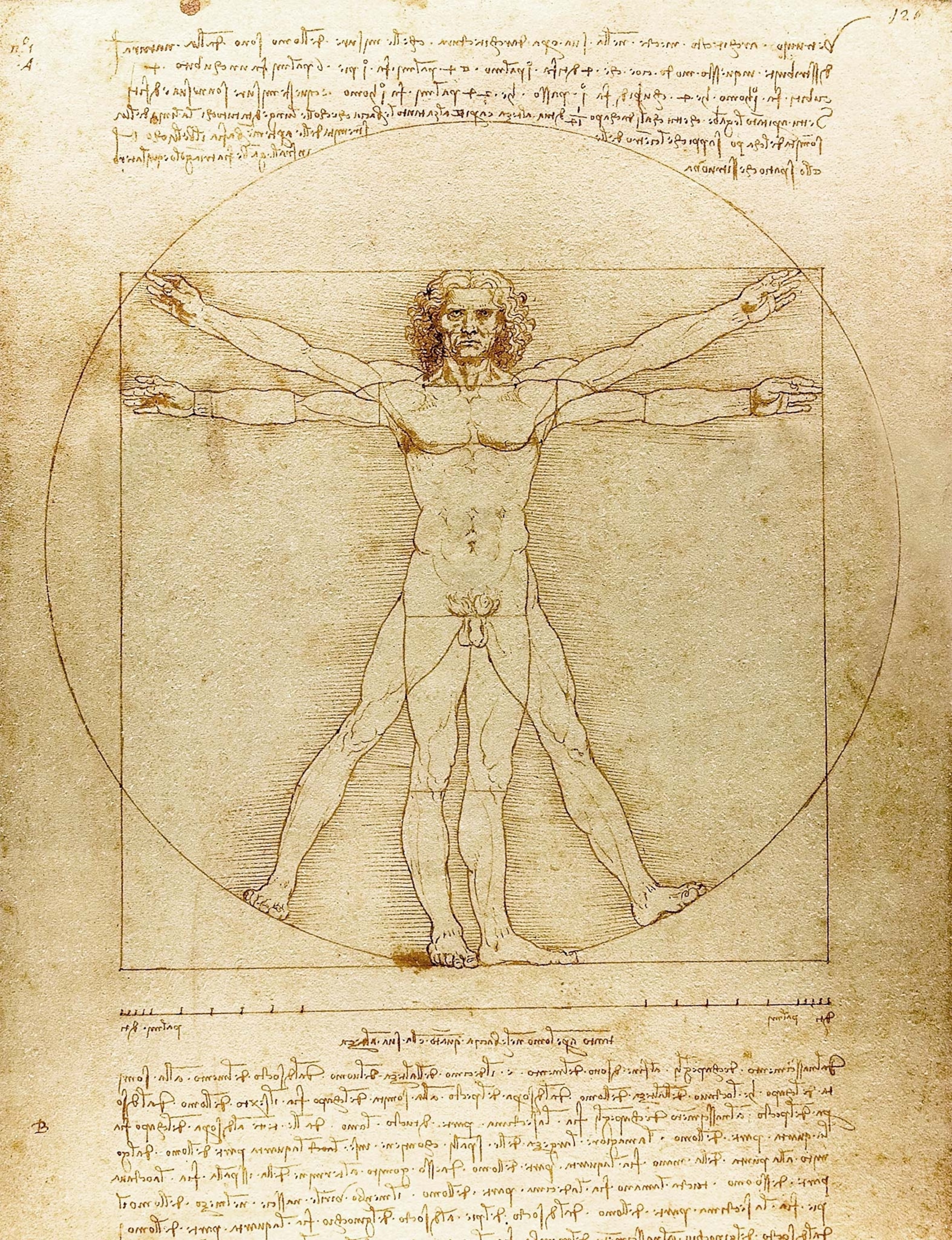 A study of the proportions of the human body is called the Vitruvian Man.