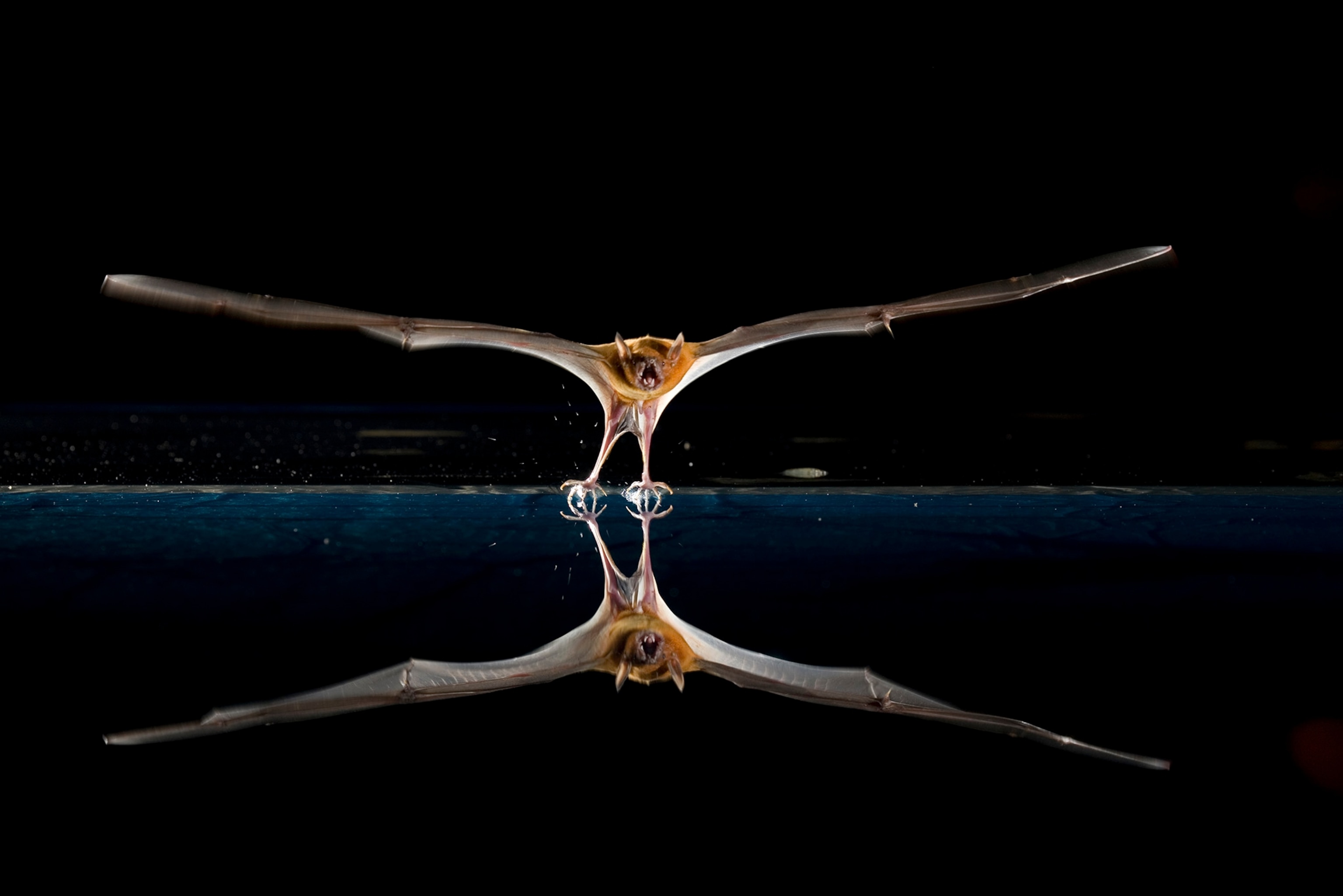 The greater bulldog bat is known for its fishing behavior.