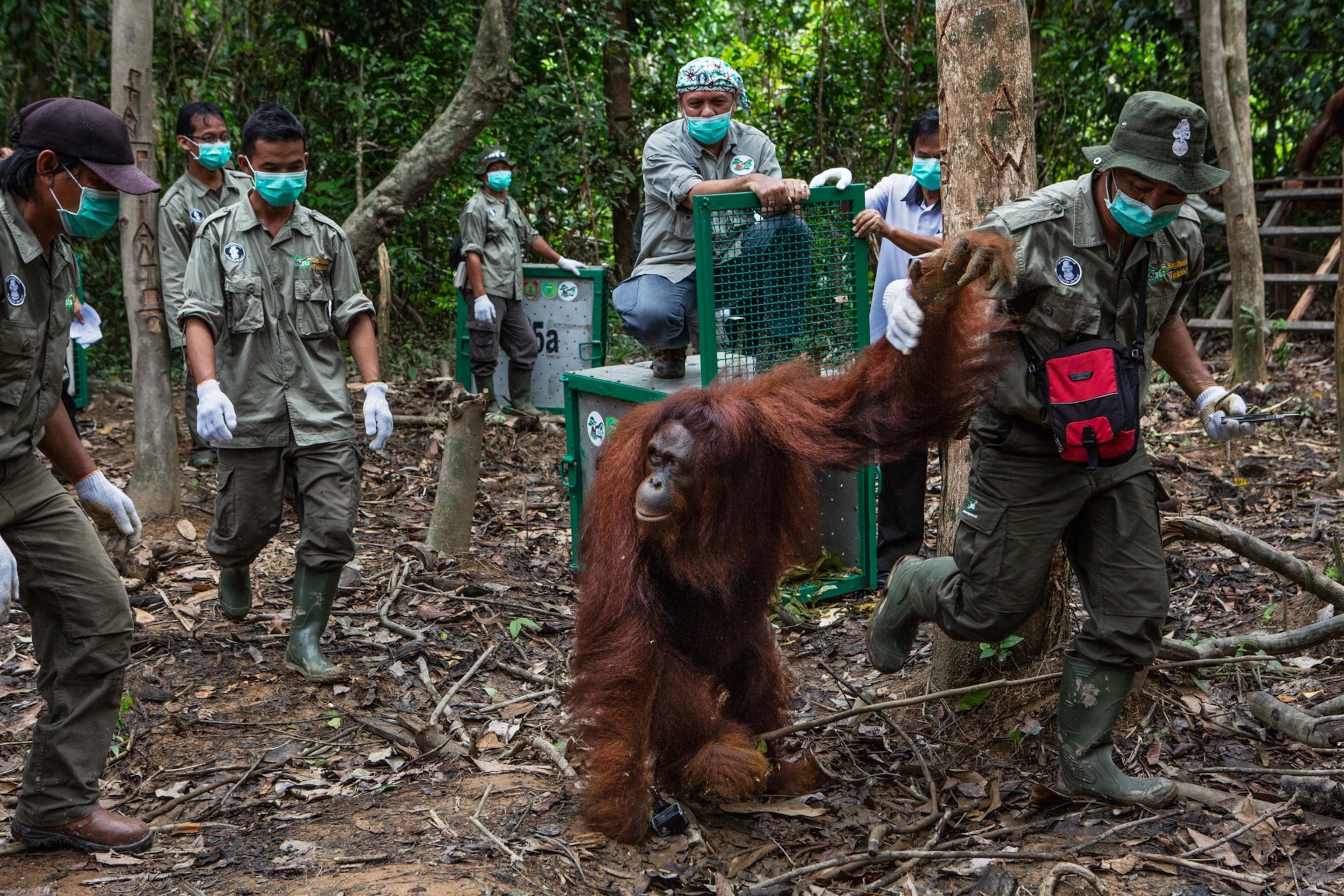 man walking orangutan by hand to release it onto protected island