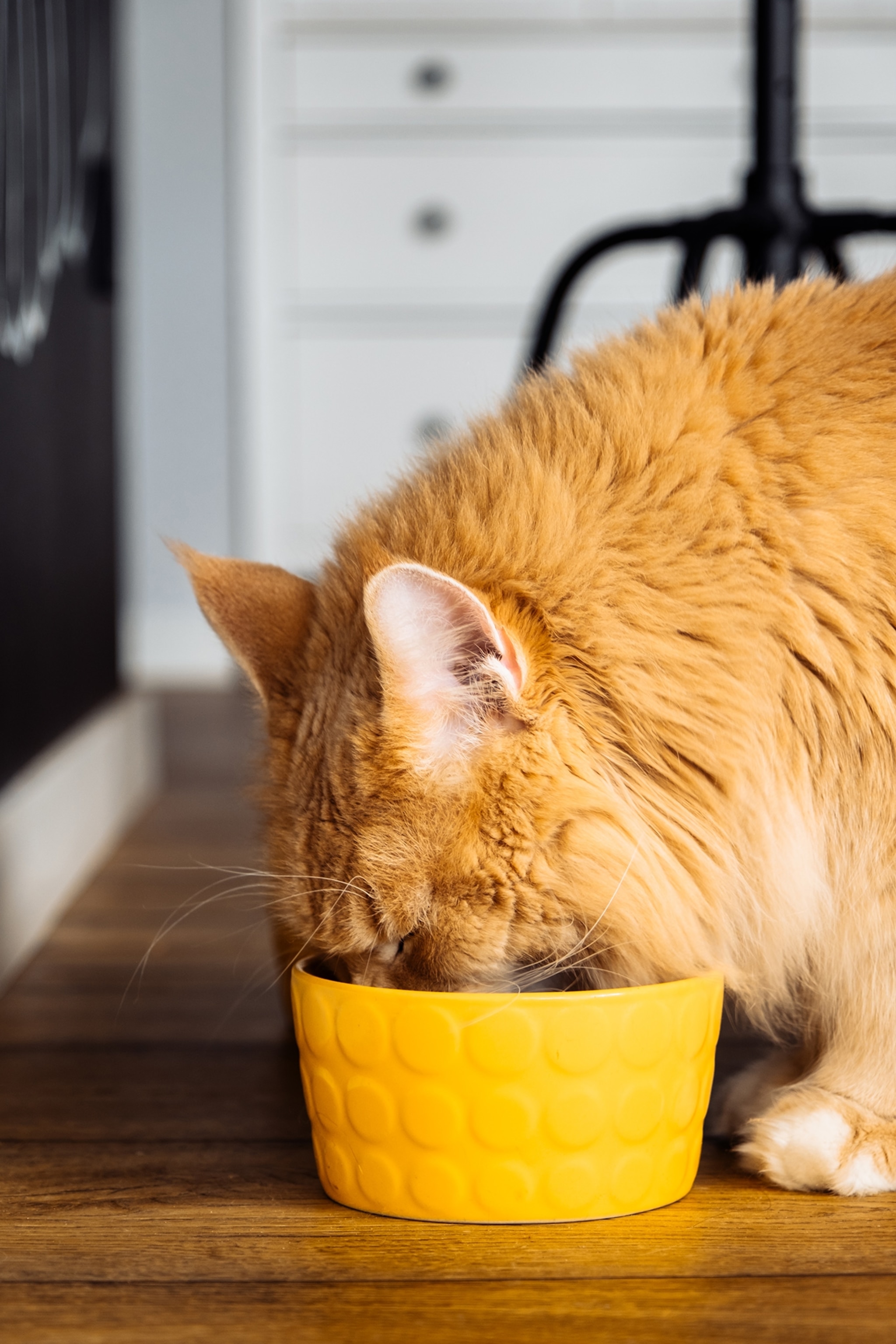 A cats face in a yellow bowl.