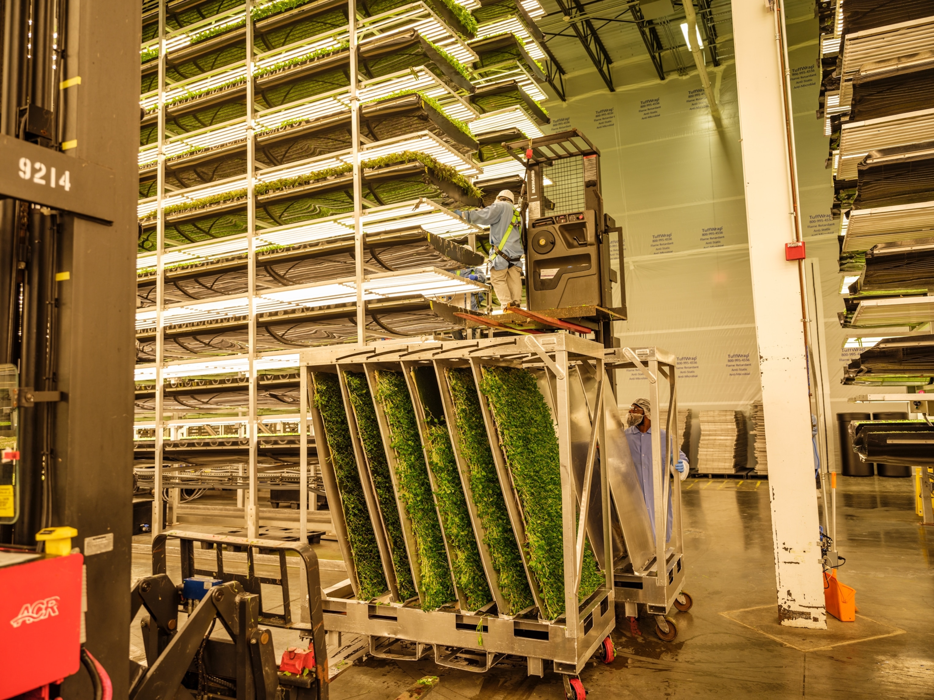 People working in a vertical farming factory