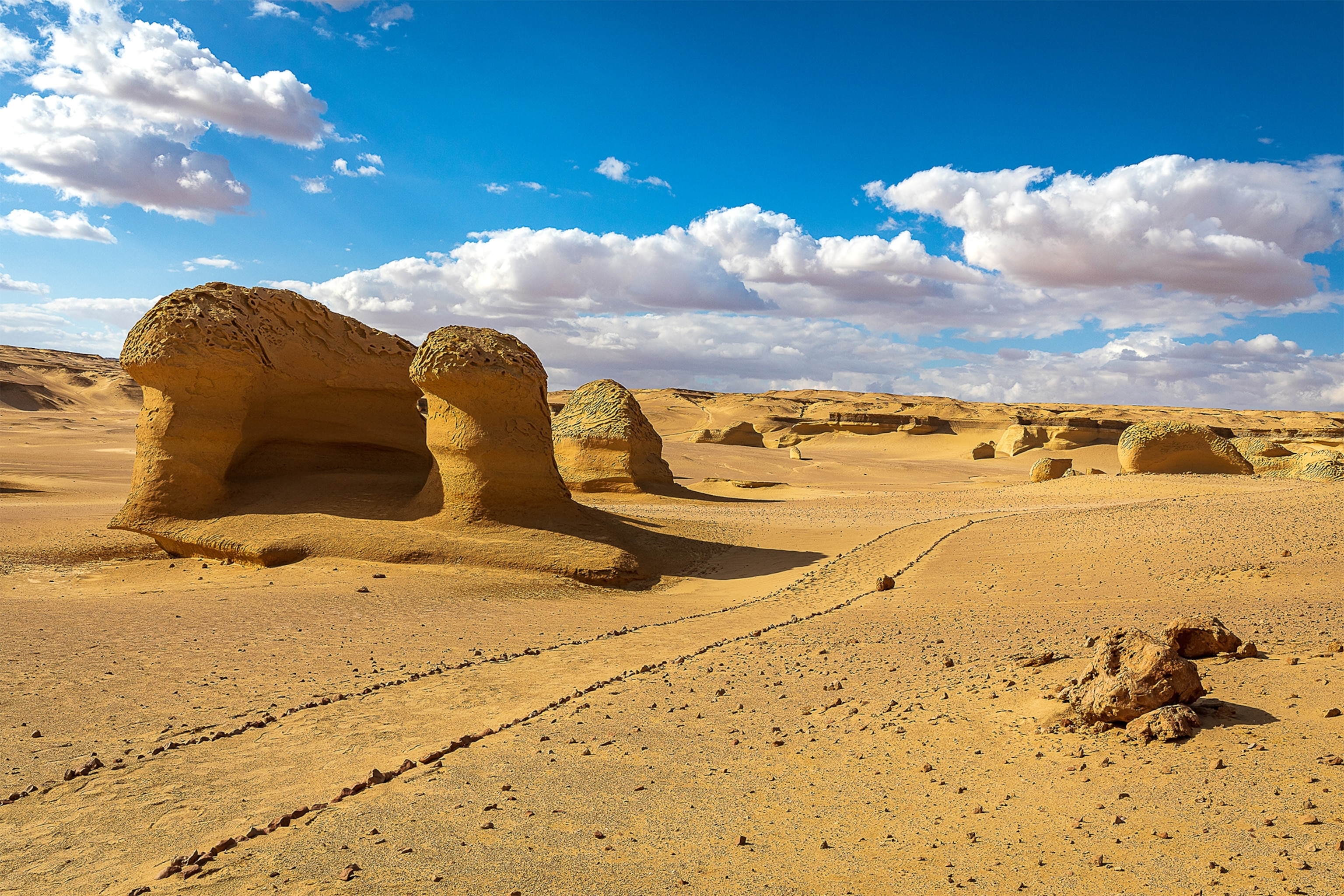 fossils lying in the sand in the desert