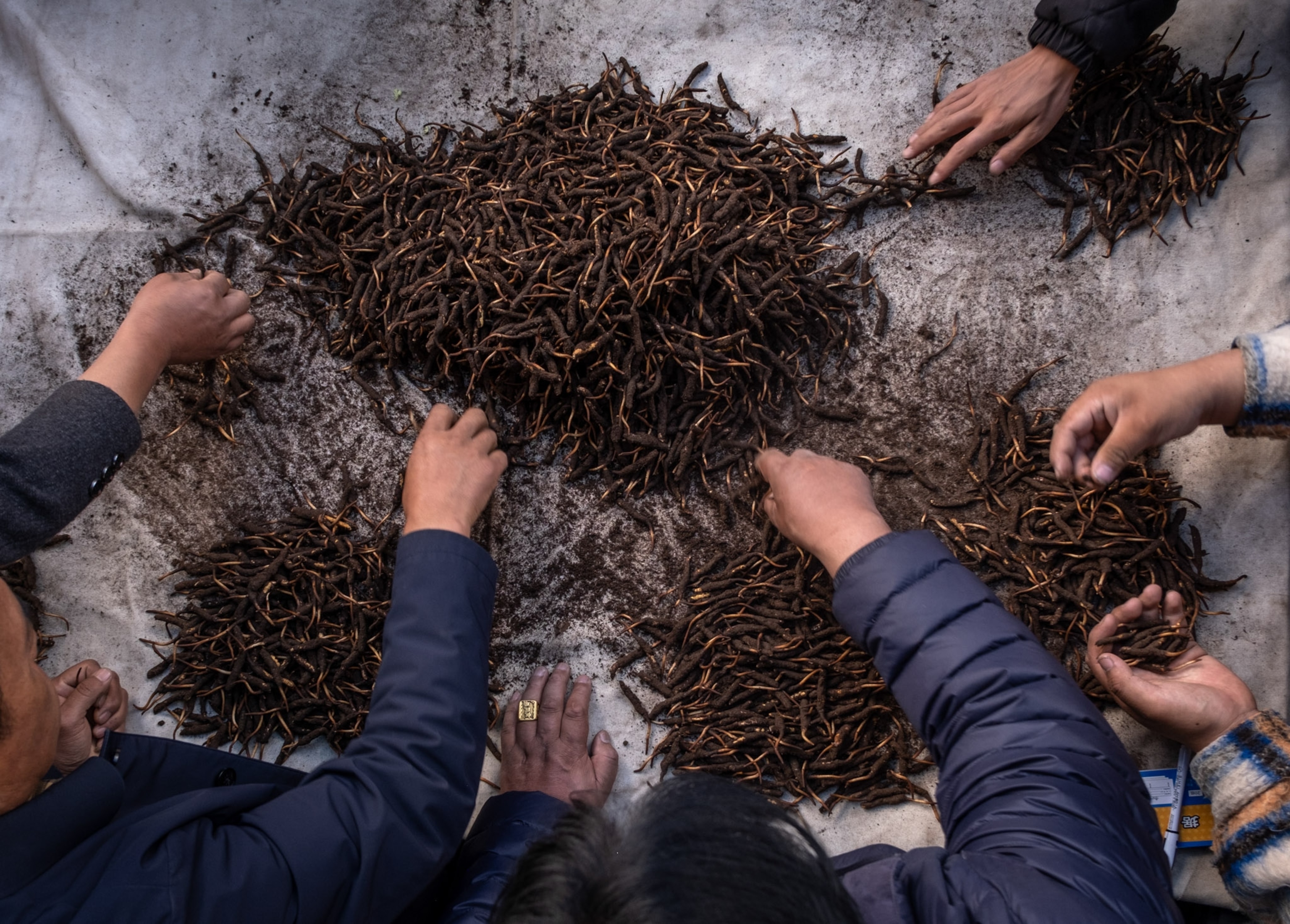 A topview of people sorting through product on a table.