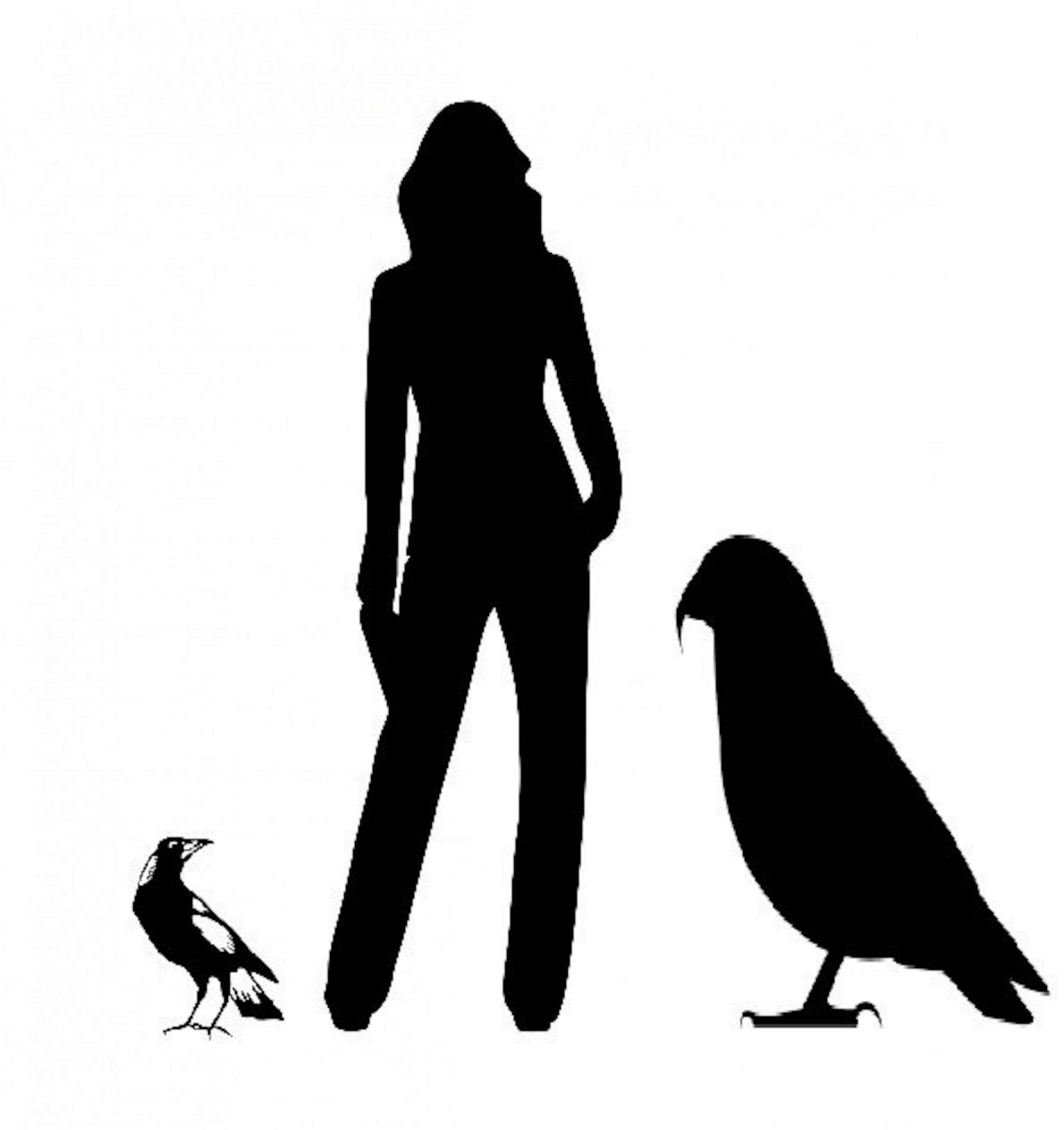 a magpie, human and Heracles for scale