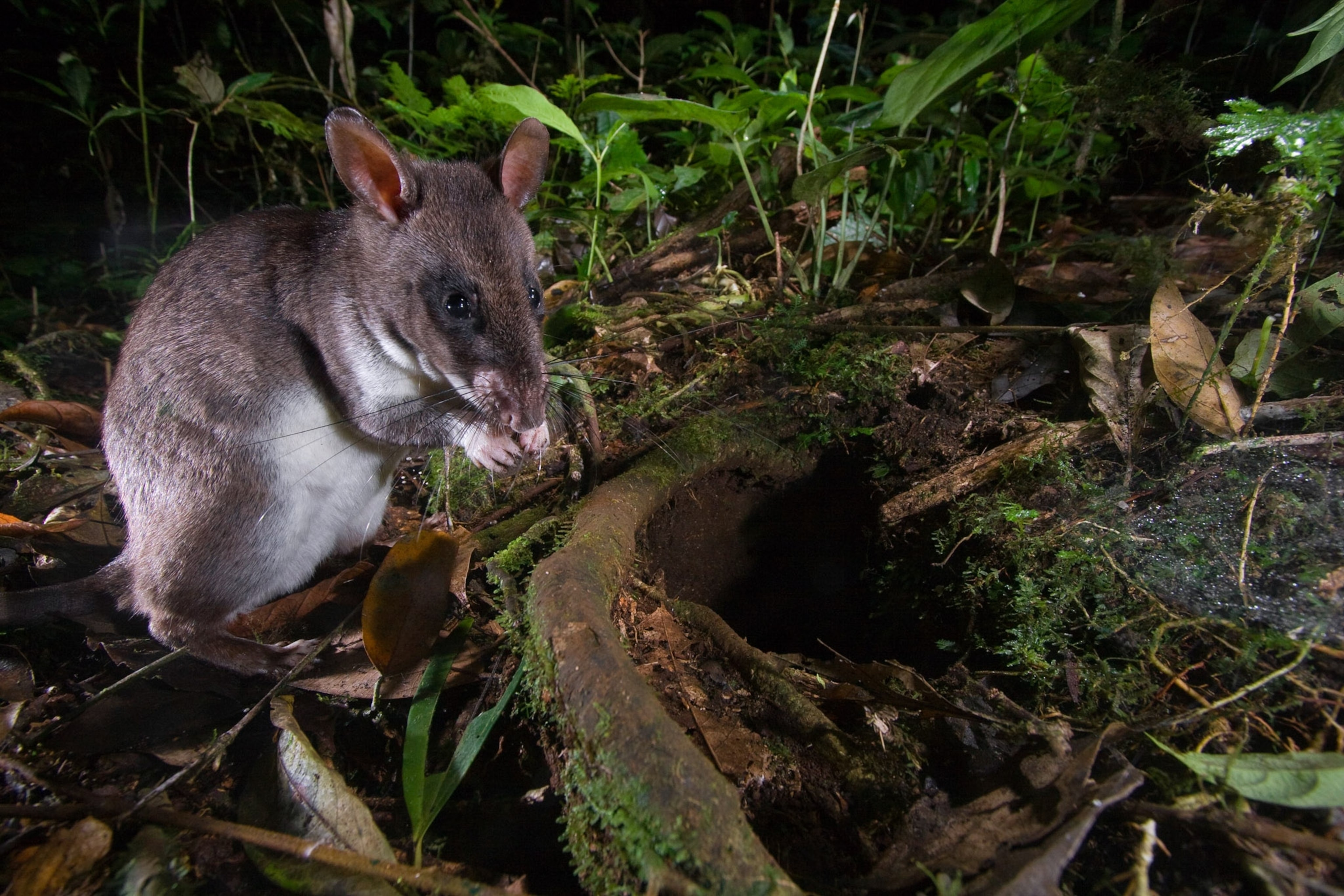 an Emin's giant pouched rat Bioko Island, Equatorial Guinea