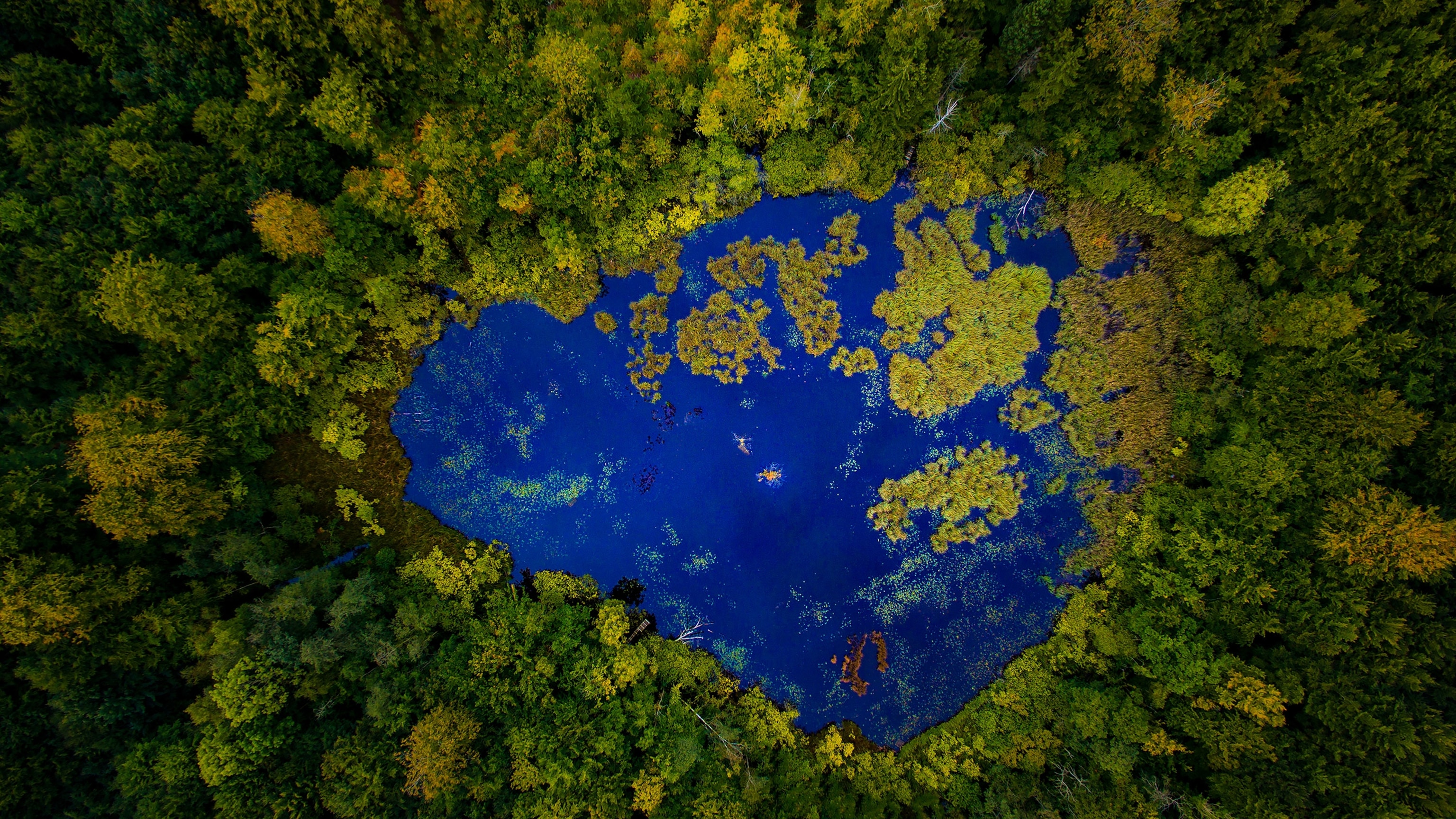 a pond surrounded by trees