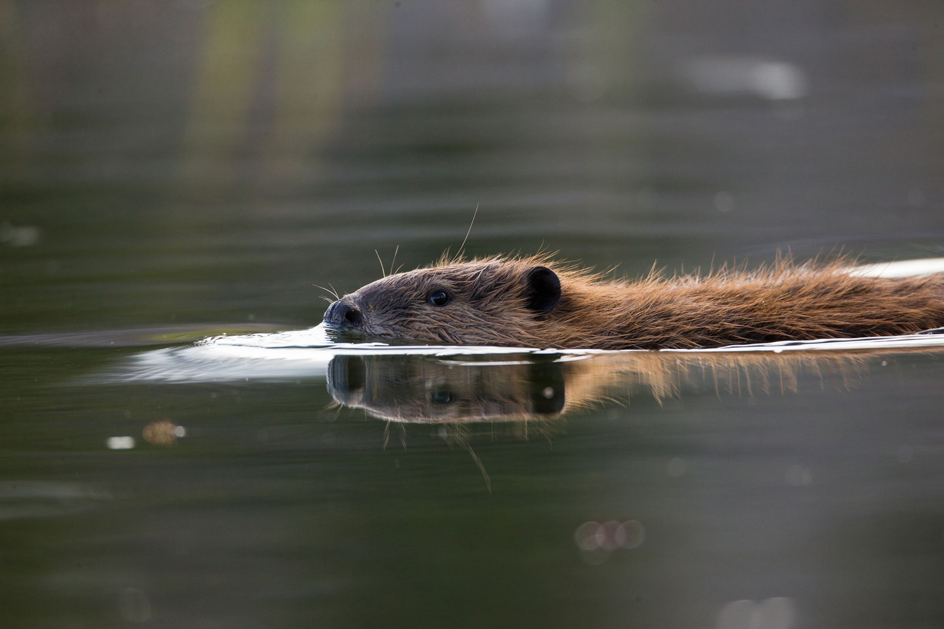 a beaver swimming on the surface of the water in Grand Teton National Park