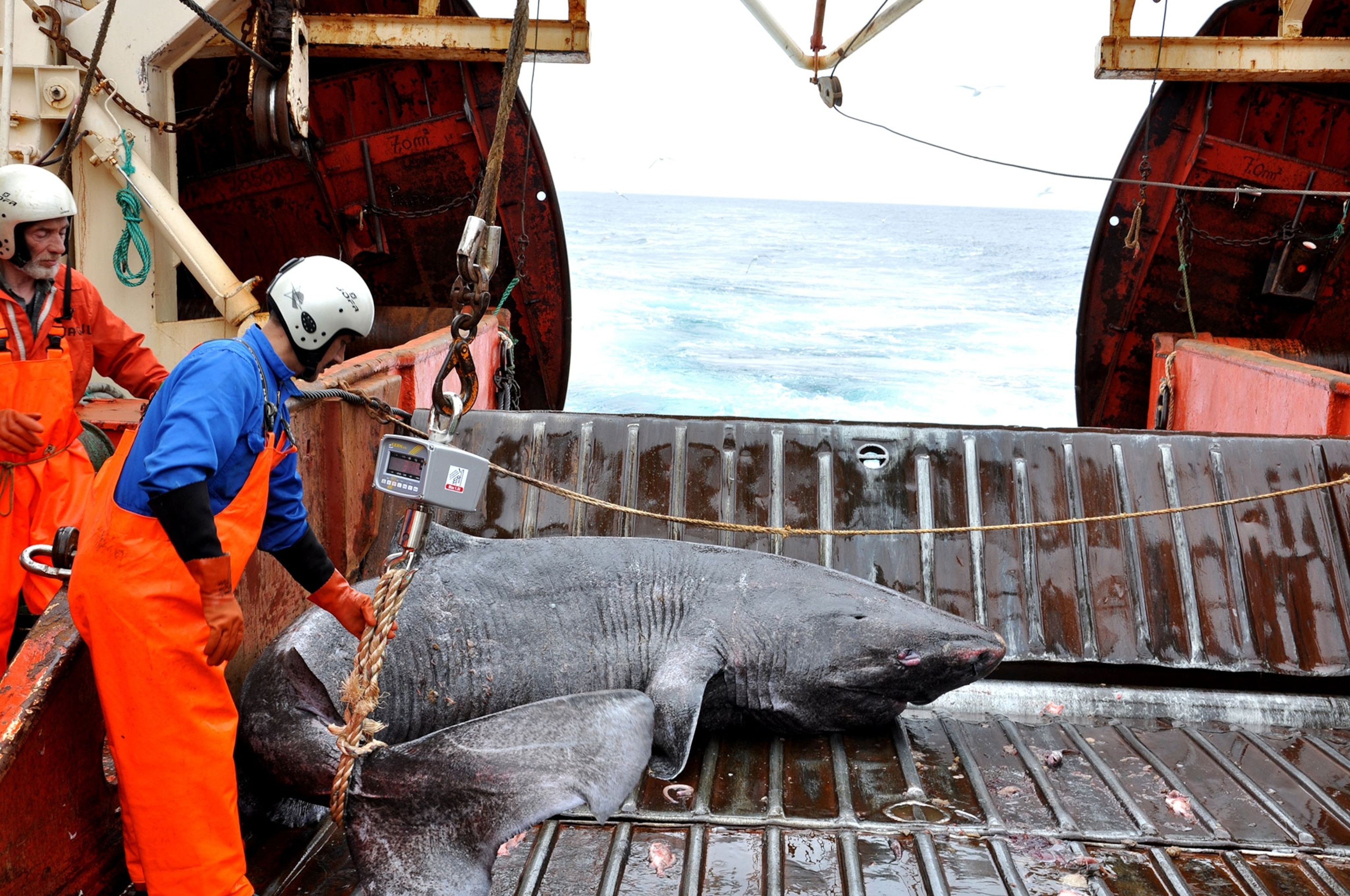 a Greenland shark on a research boat