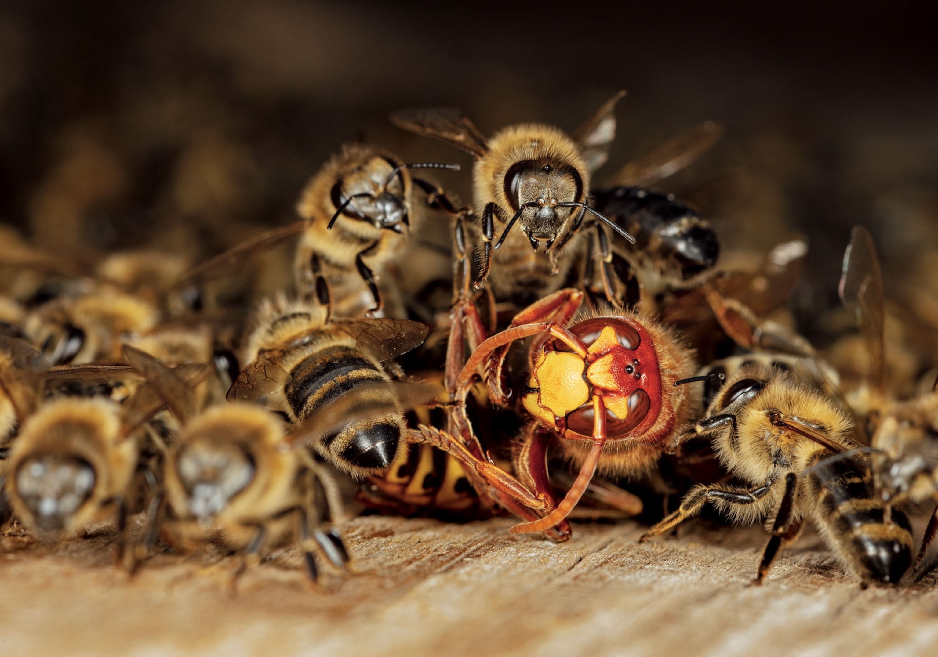 a hornet with a bright red head on the ground as bees begin to cover it