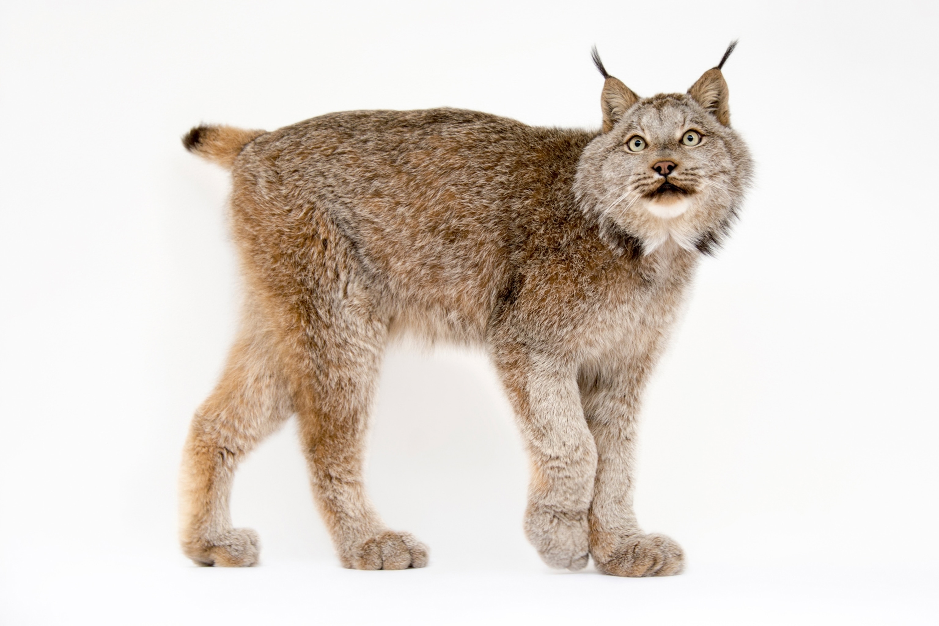 an Canada lynx