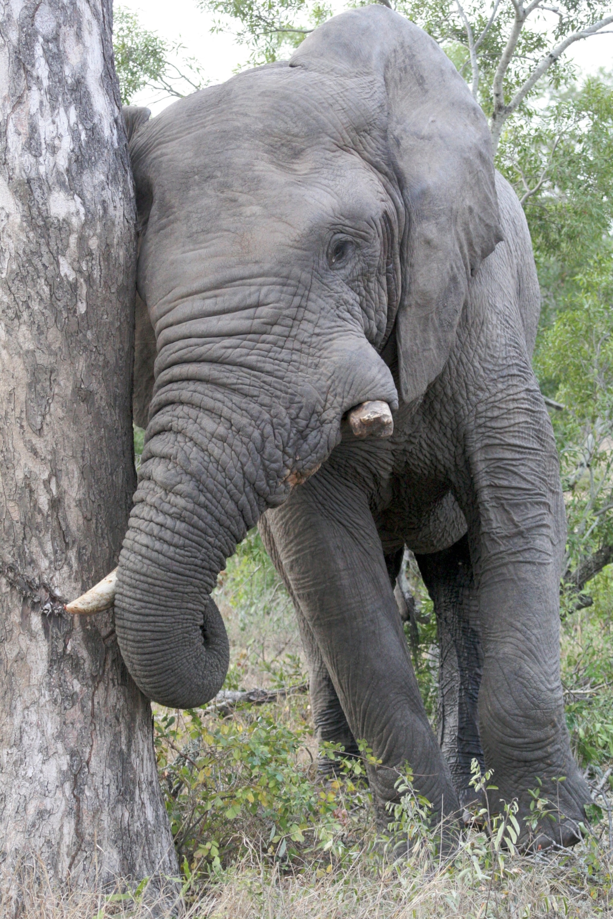 animals scratching