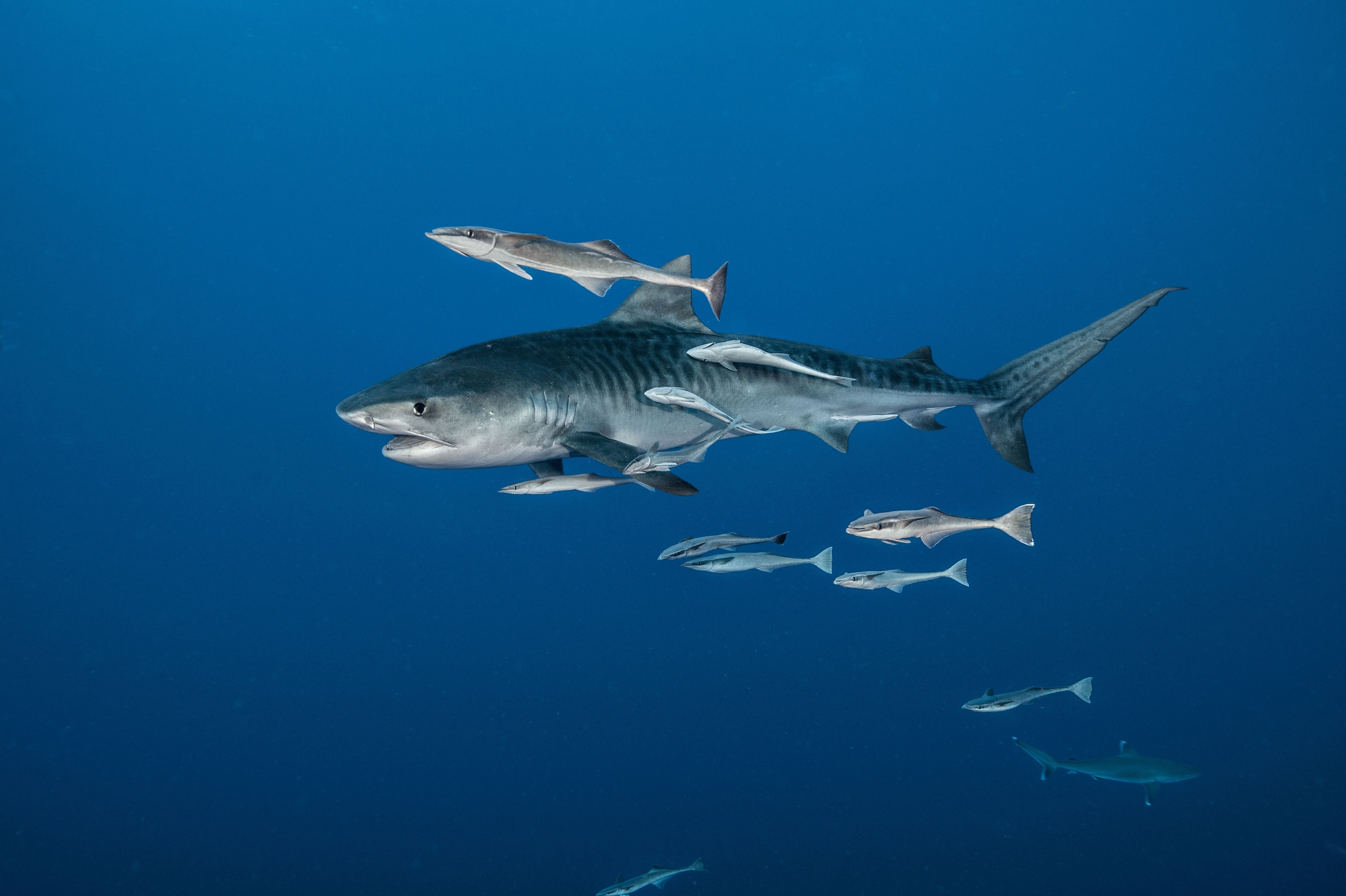 a tiger shark, trailed by remoras, swimming in the Indian Ocean