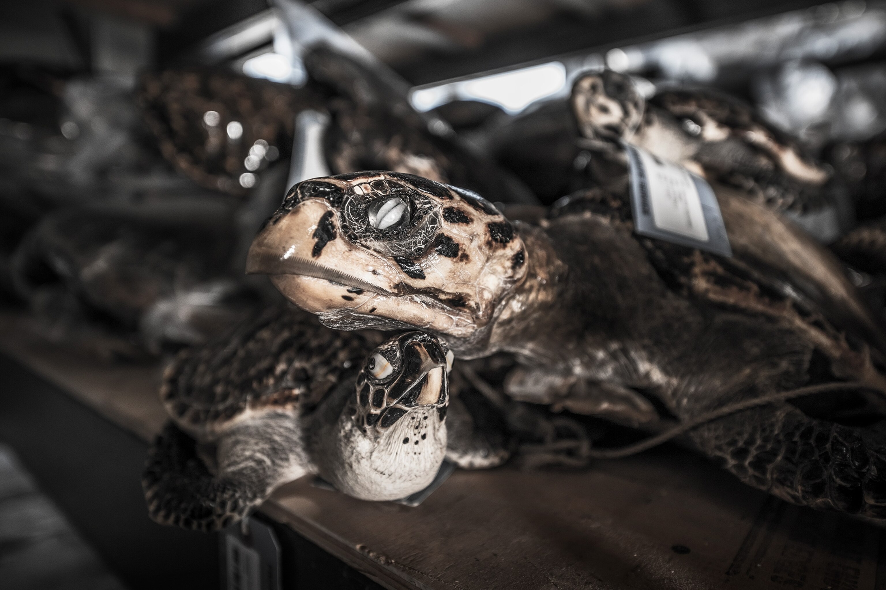 confiscated hawksbill sea turtles