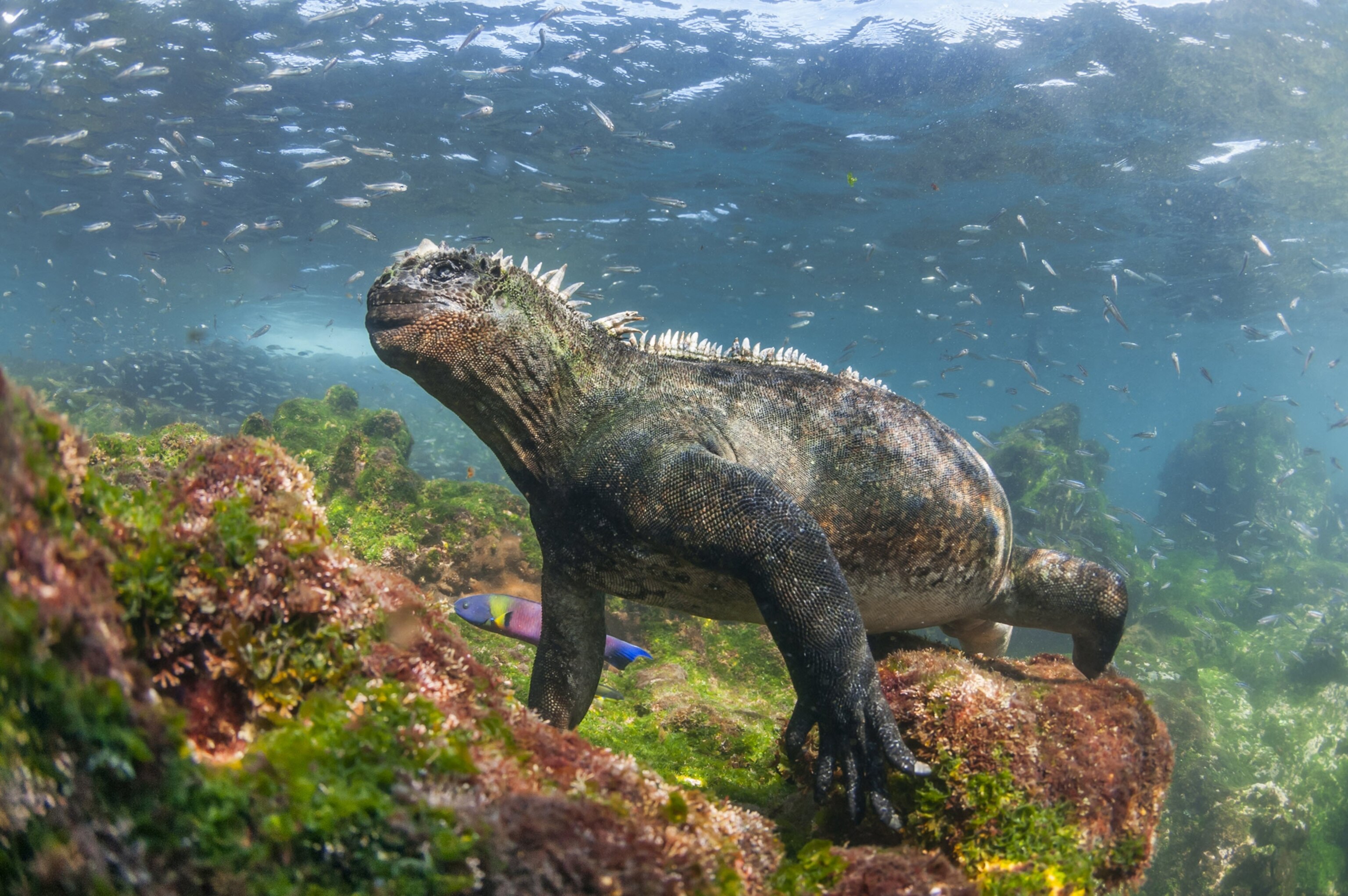a marine iguana in the Galapagos Islands, Ecuador