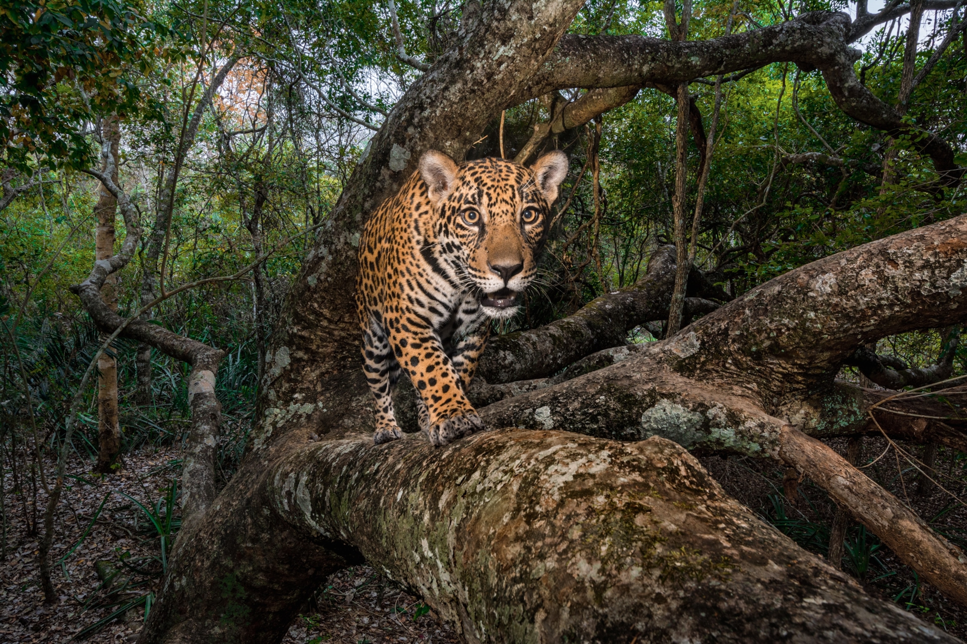 a cub walking on a tree as he approaches a camera trap in a lush green wetland