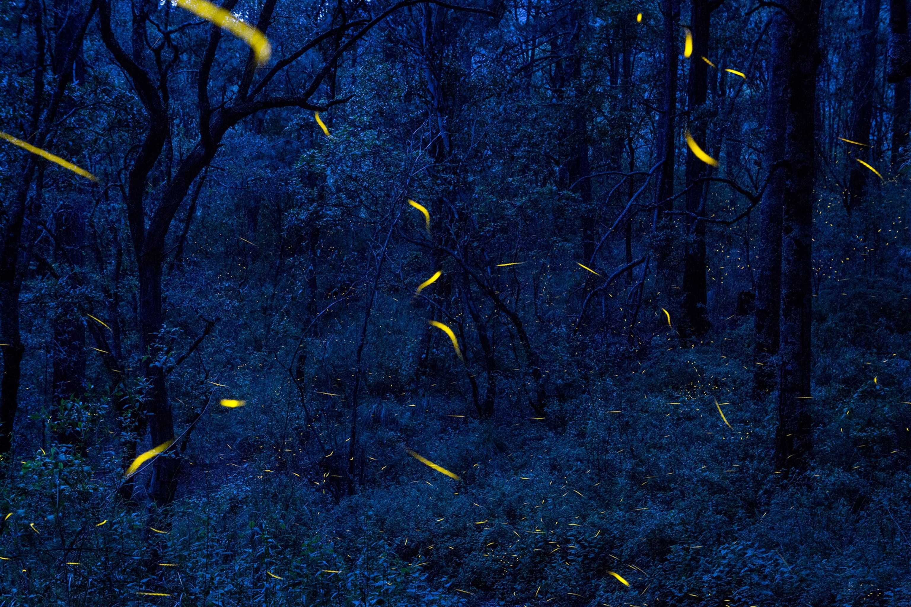 fireflies