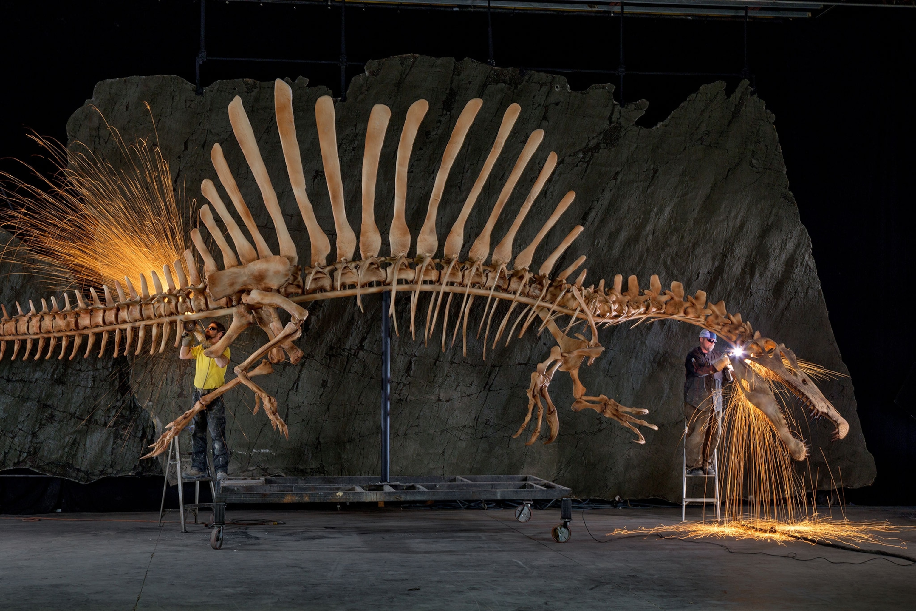 life-size Spinosaurus skeleton created from digital data.