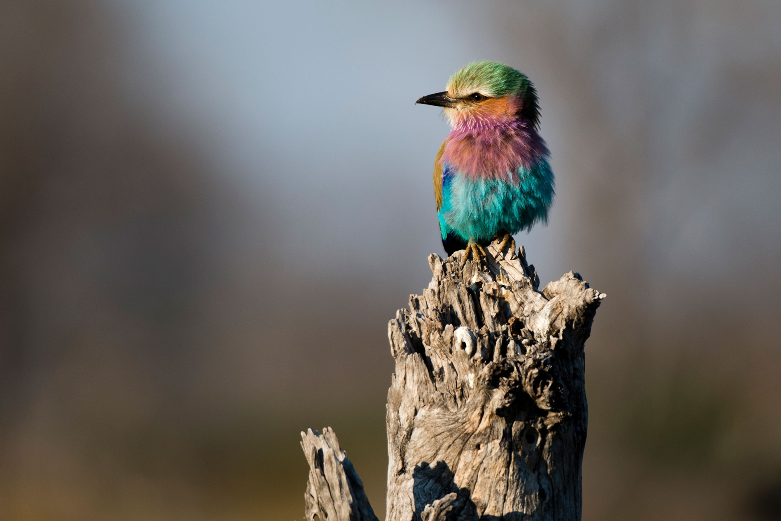 a lilac breasted roller