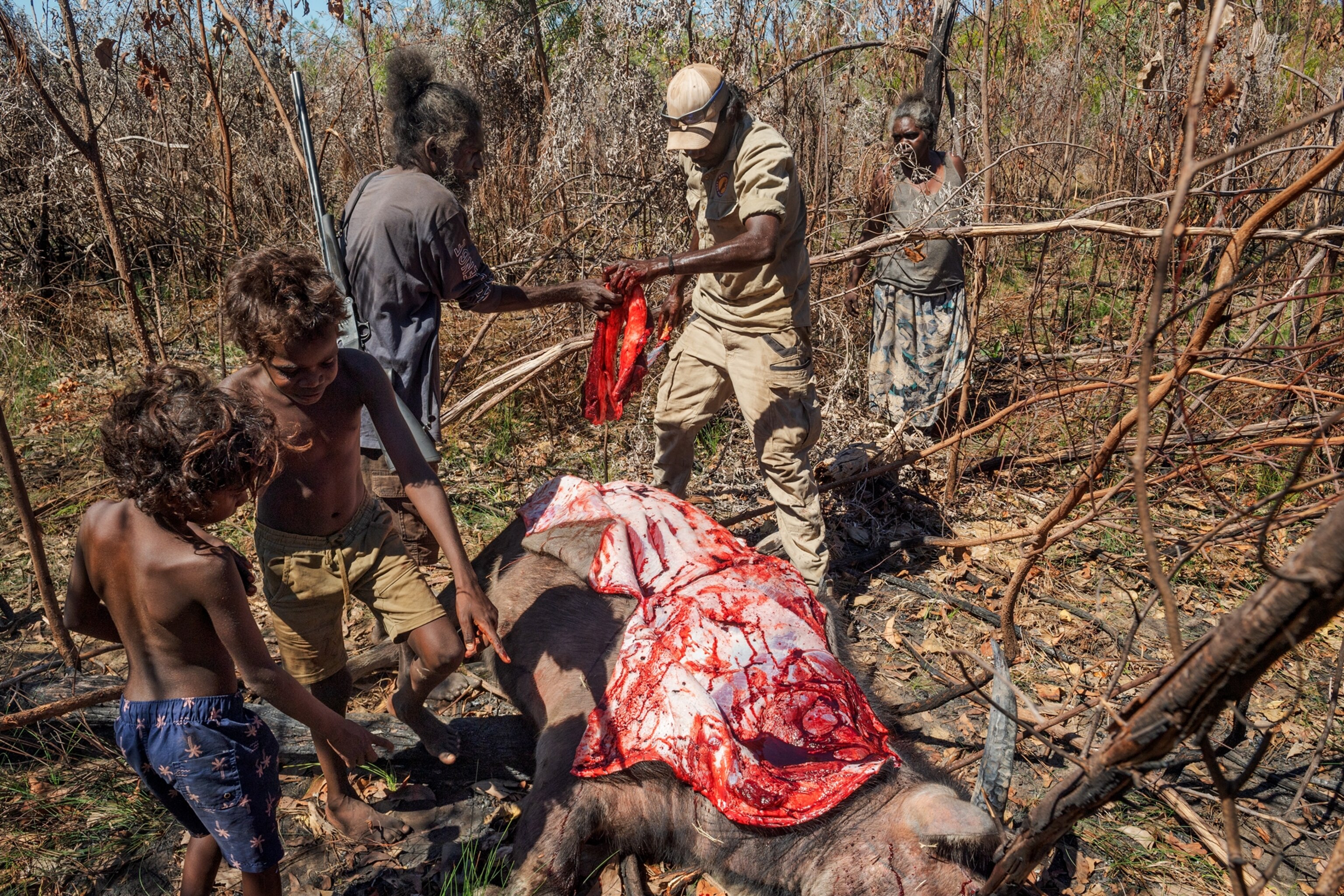 Picture of people butchering killed buffalo.