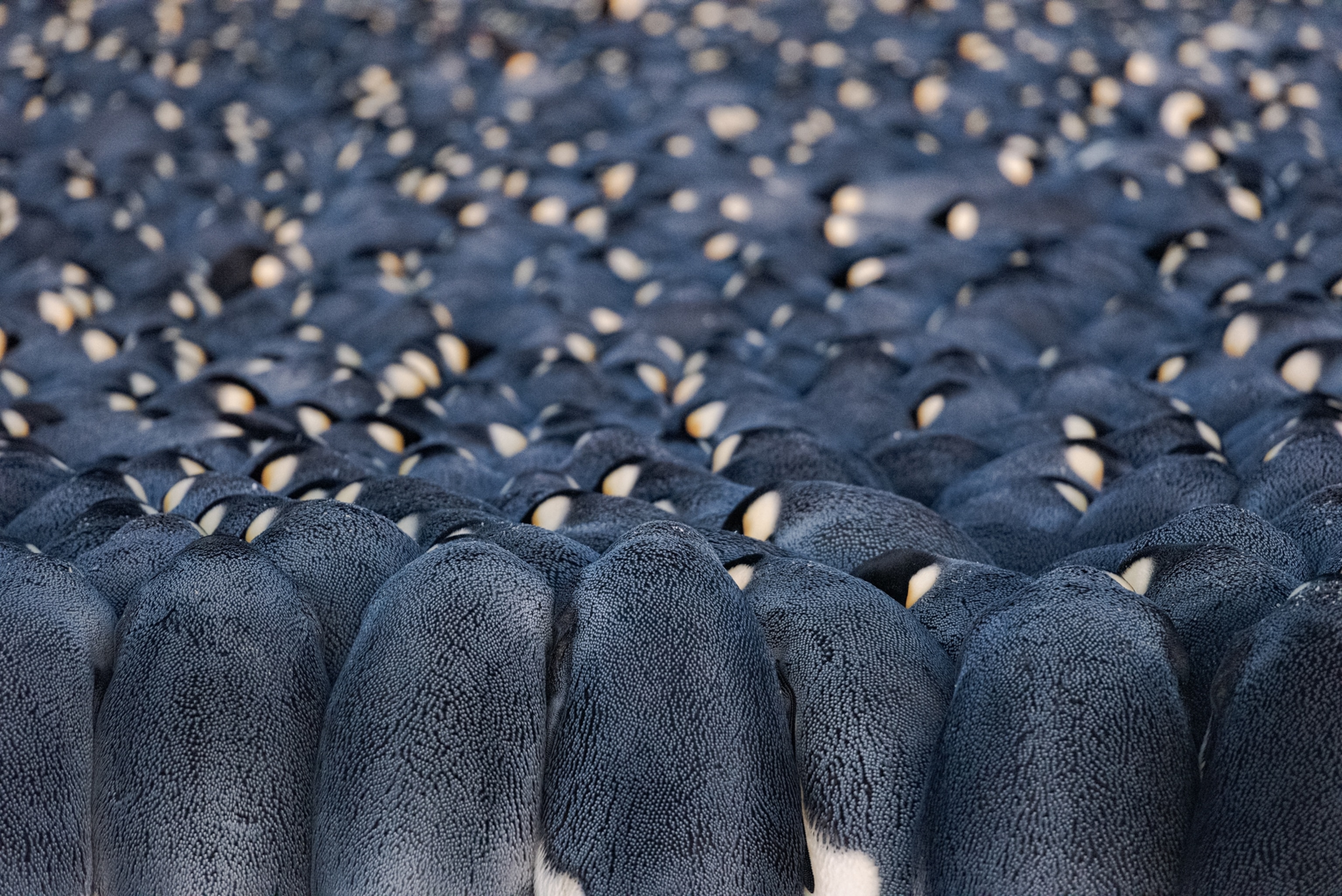 backs of penguins in tight crowd.