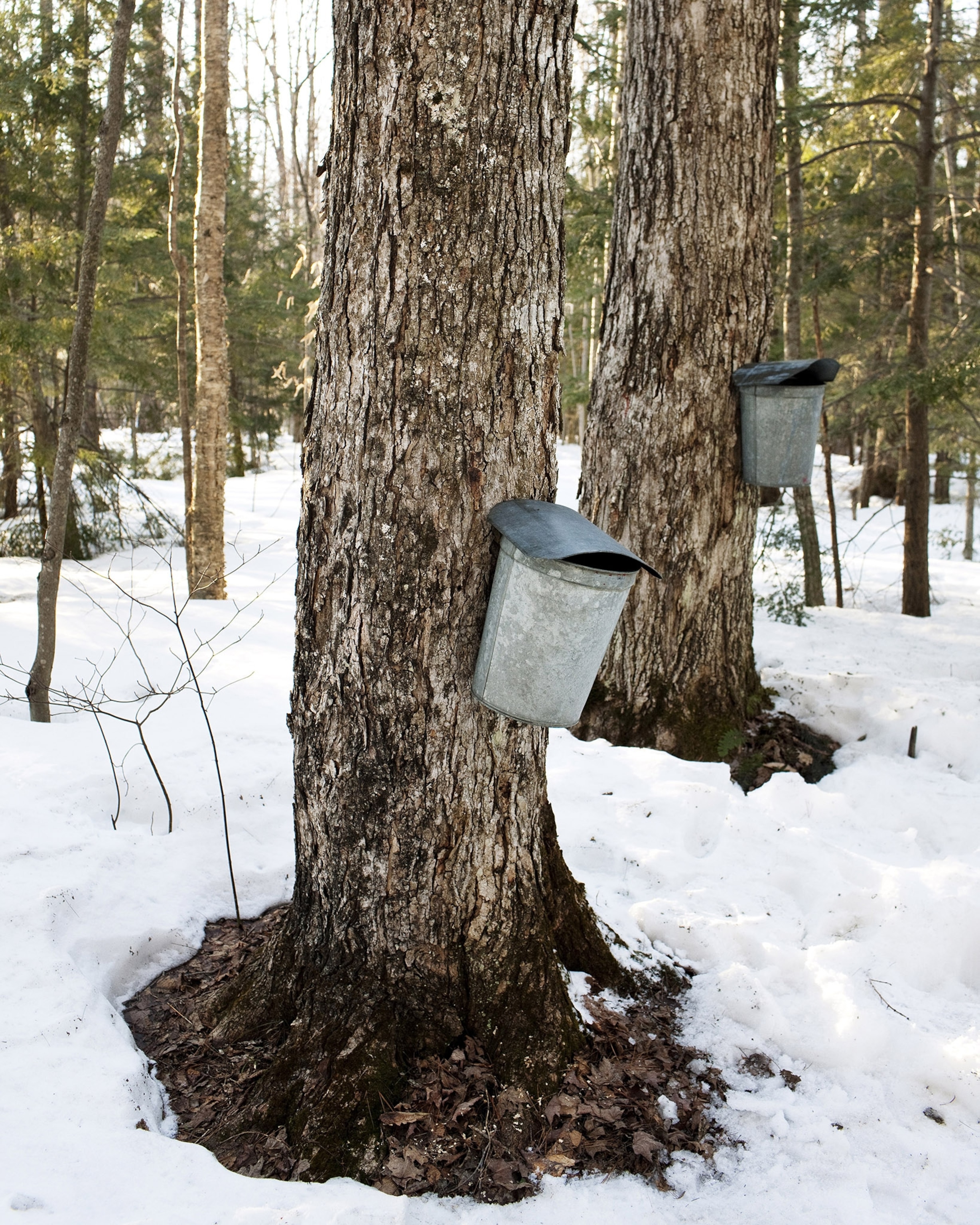 Harvesting maple syrup at the Green Mountain Audubon Center in Huntington, Vermont. Vermont produces nearly half of the nation's supply.