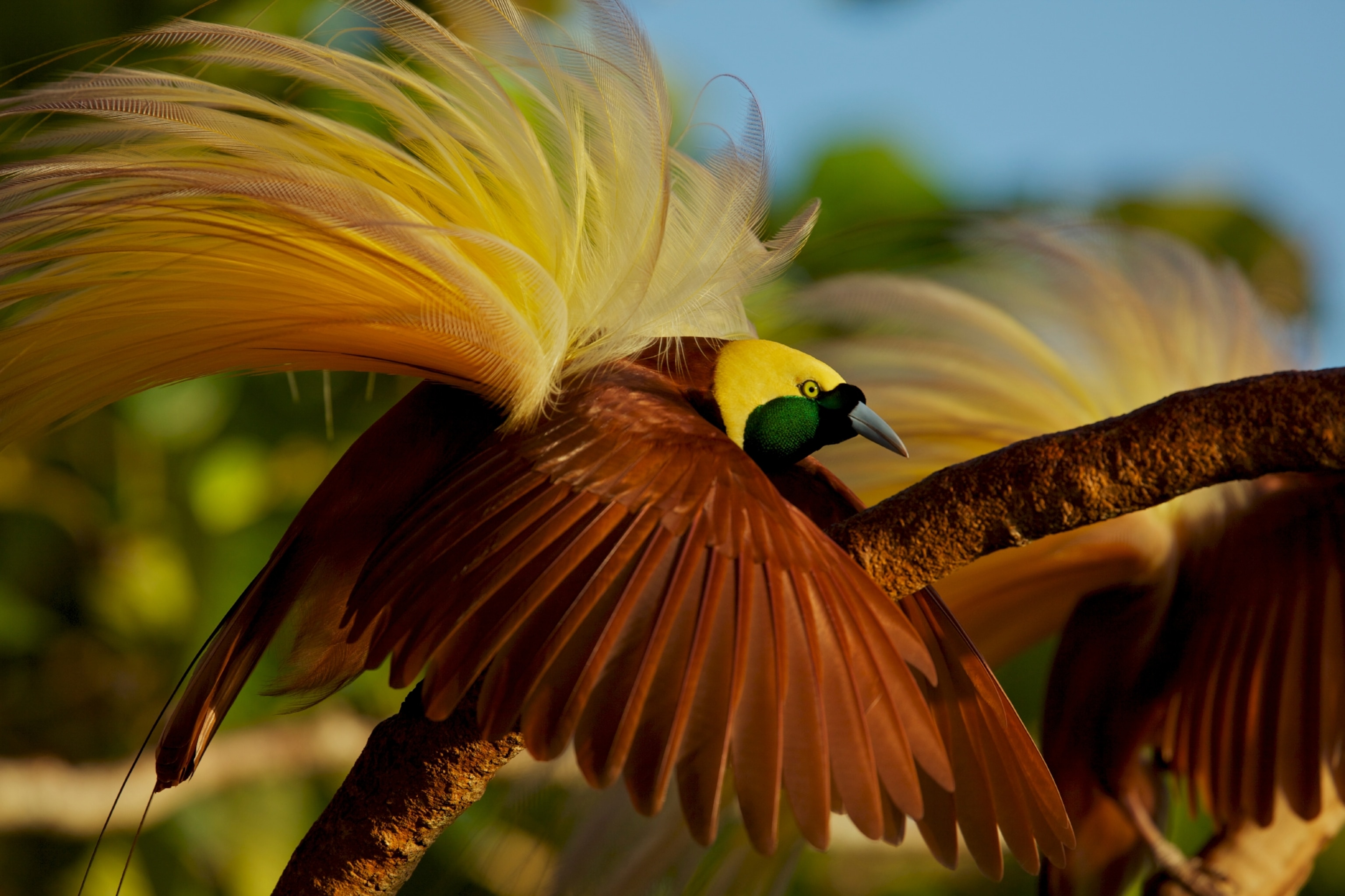 a Greater Bird of Paradise (Paradisaea apoda), Adult male in static display