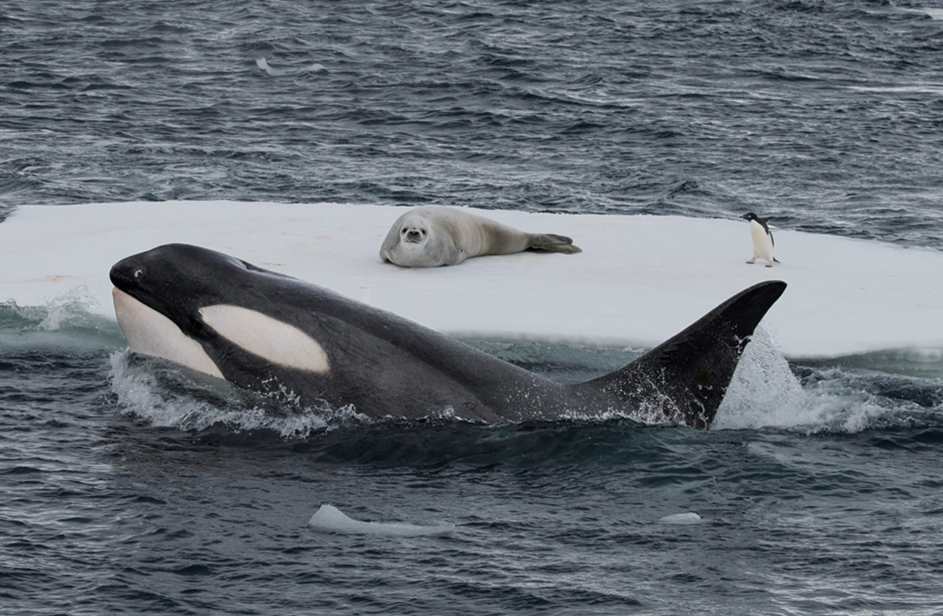 an orca swims partially out of the water next to a floating sheet of ice with a brown and white seal and small penguin sitting on top watching the orca go by.