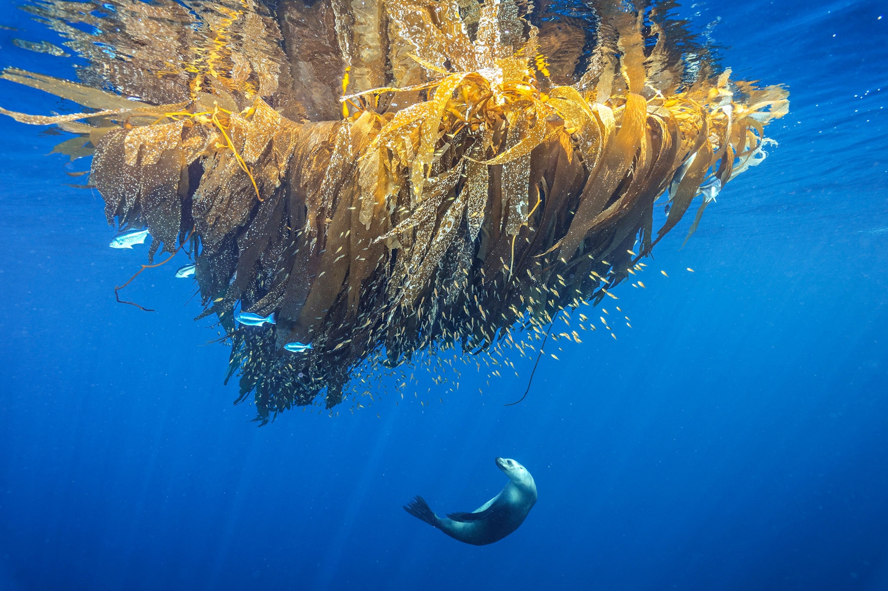 a sea lion hunting for fish