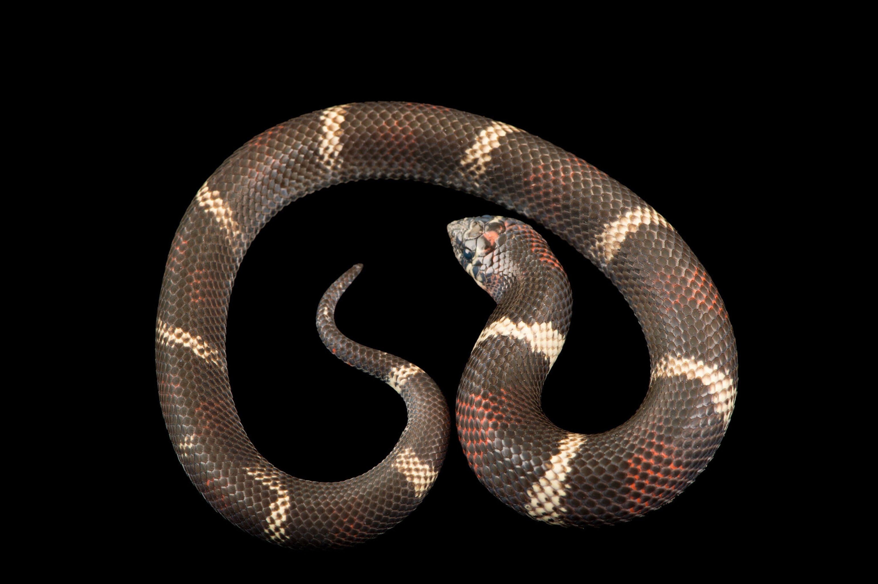 snake