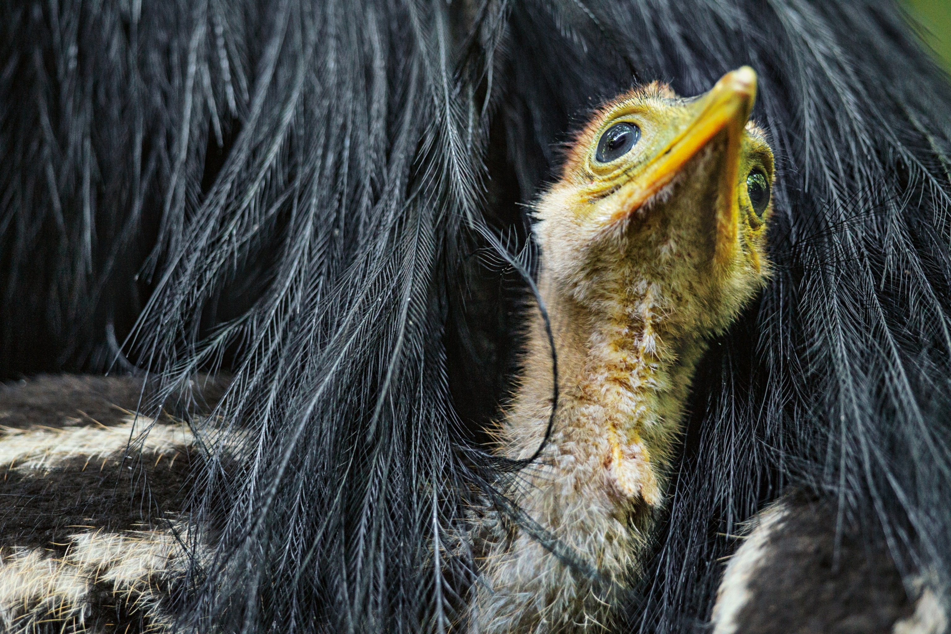 a cassowary chick tucked into its father's feathers