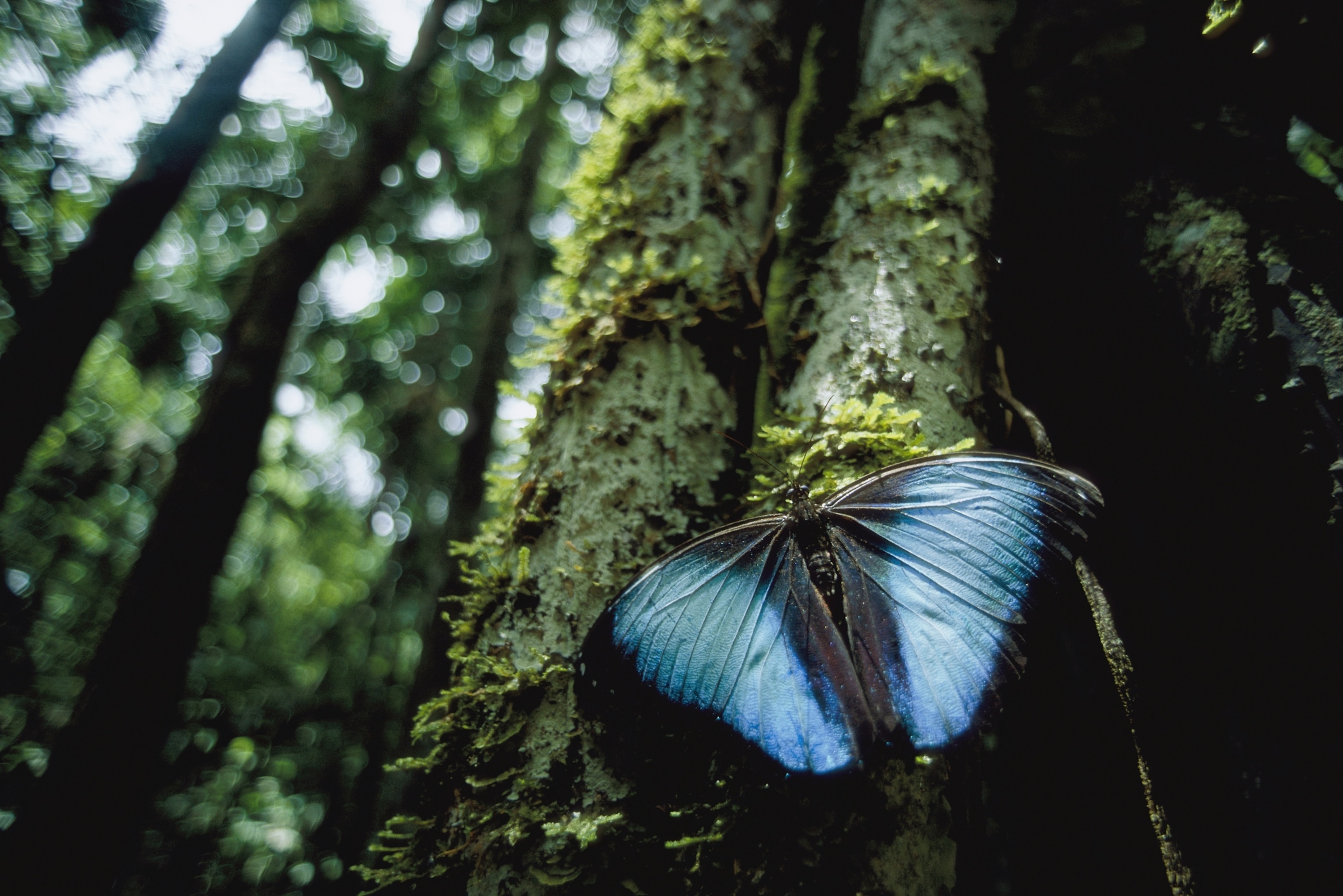 a blue butterfly