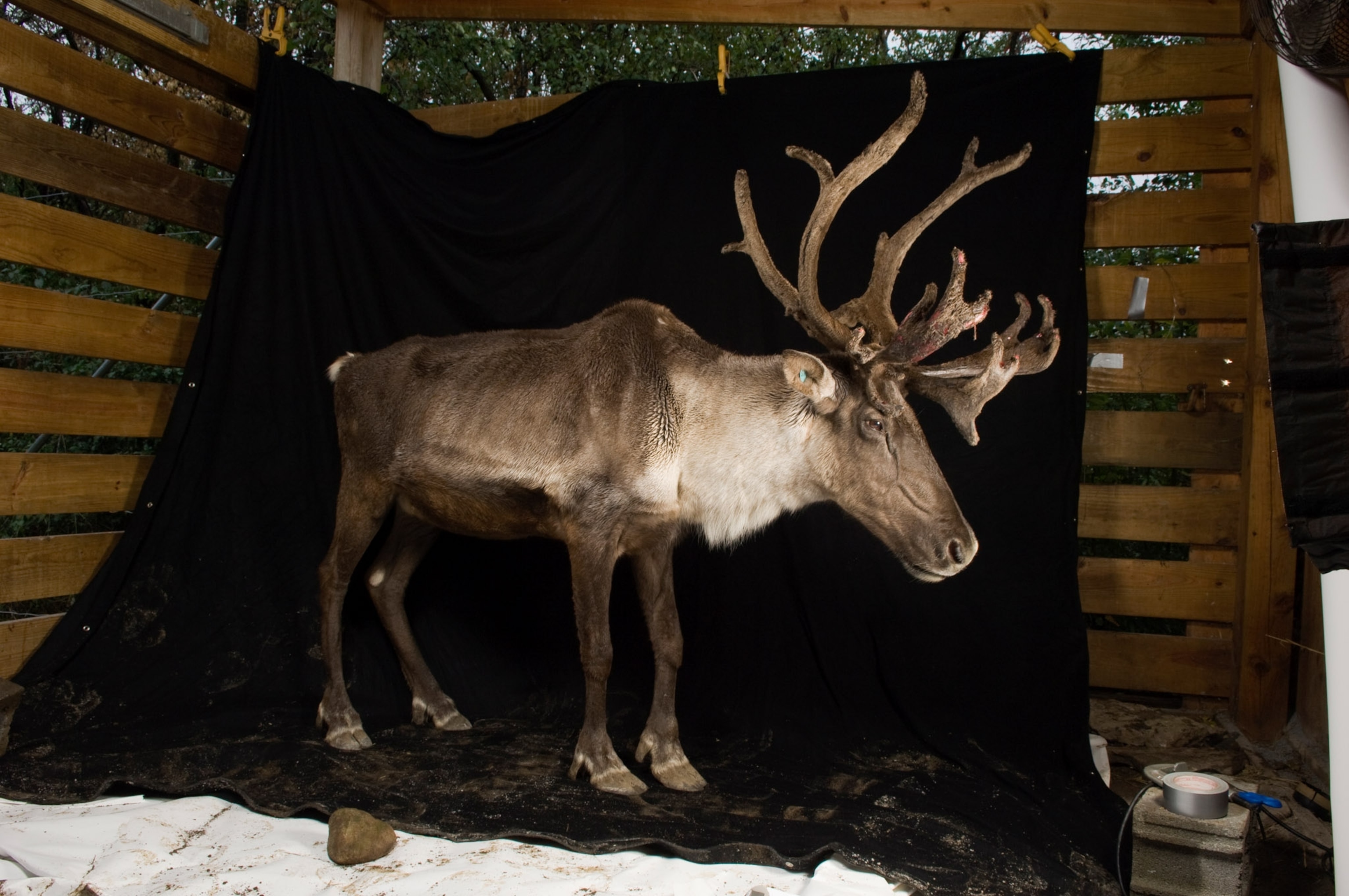A caribou stands on a black sheet with bits of the backgrounds showing.