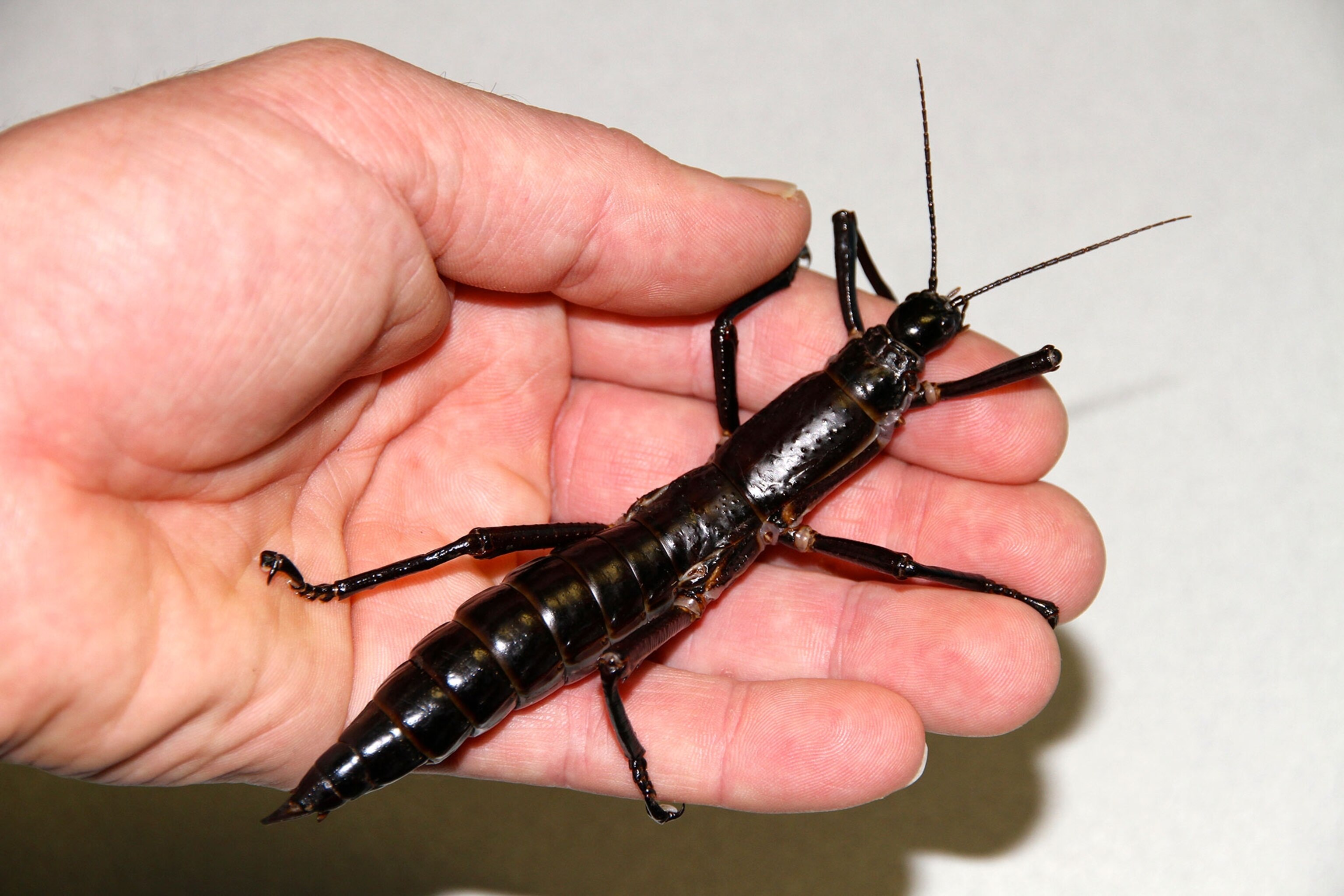 insect