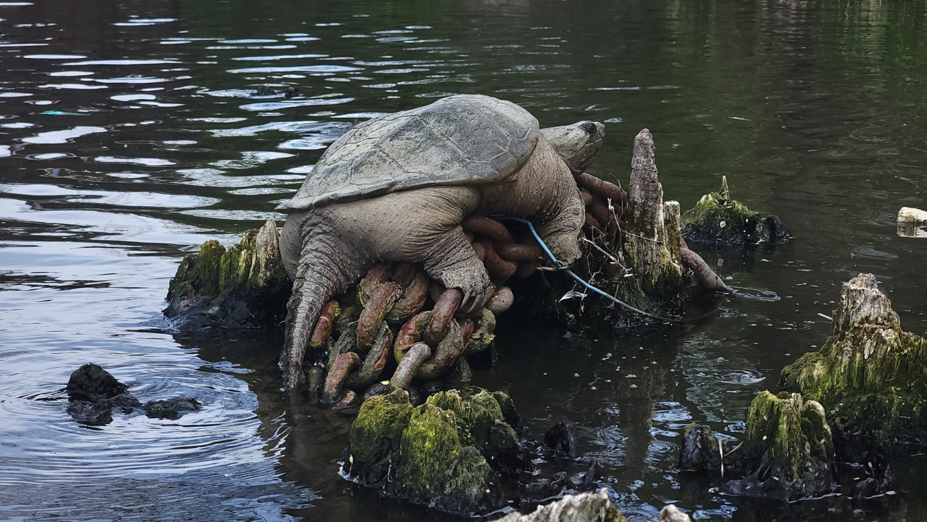 A large snapping turtle resting atop large rusty chain links caught on a log.
