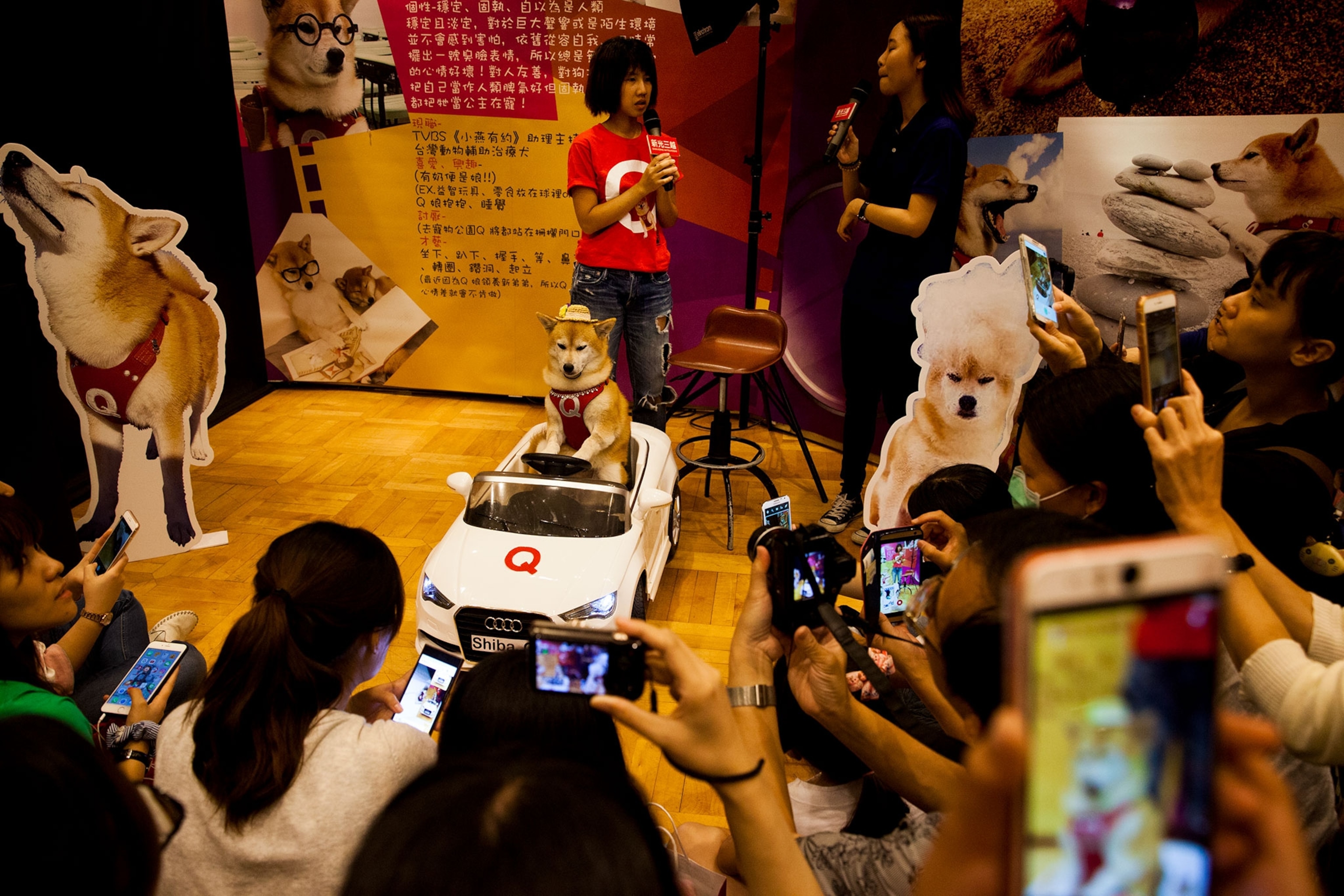 a celebrity dog in Taiwan