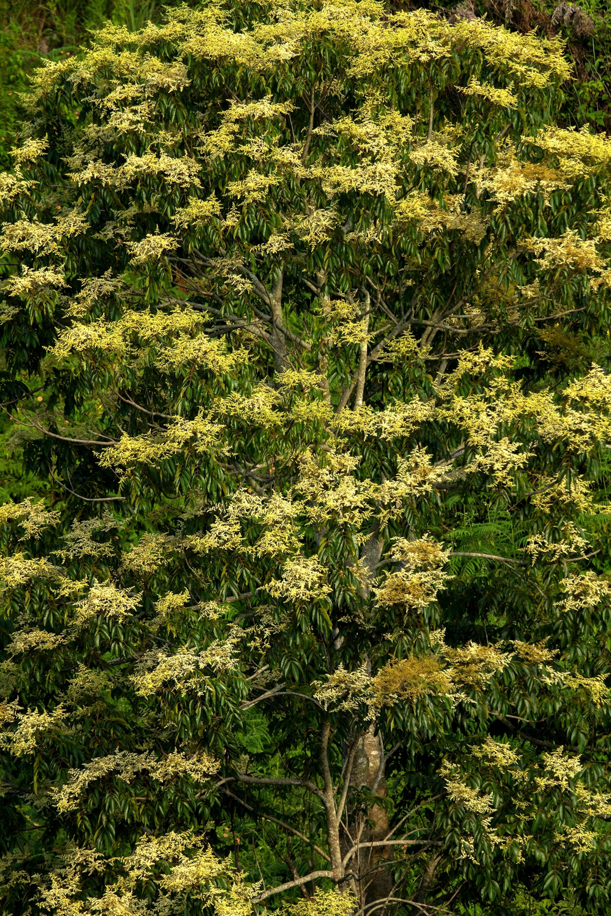 Thailand’s national flower, Cassia fistula