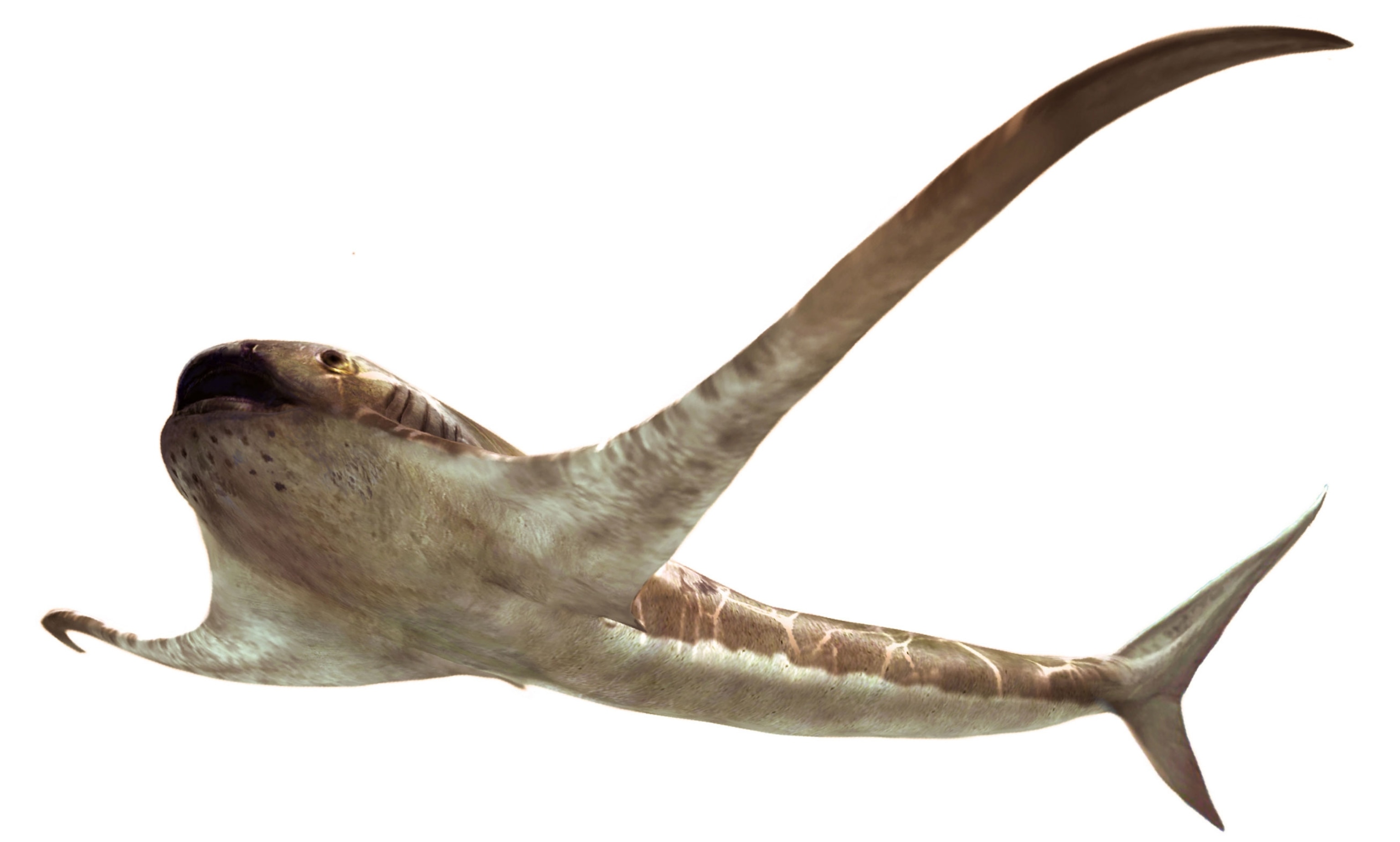 Aquilolamna milarcae