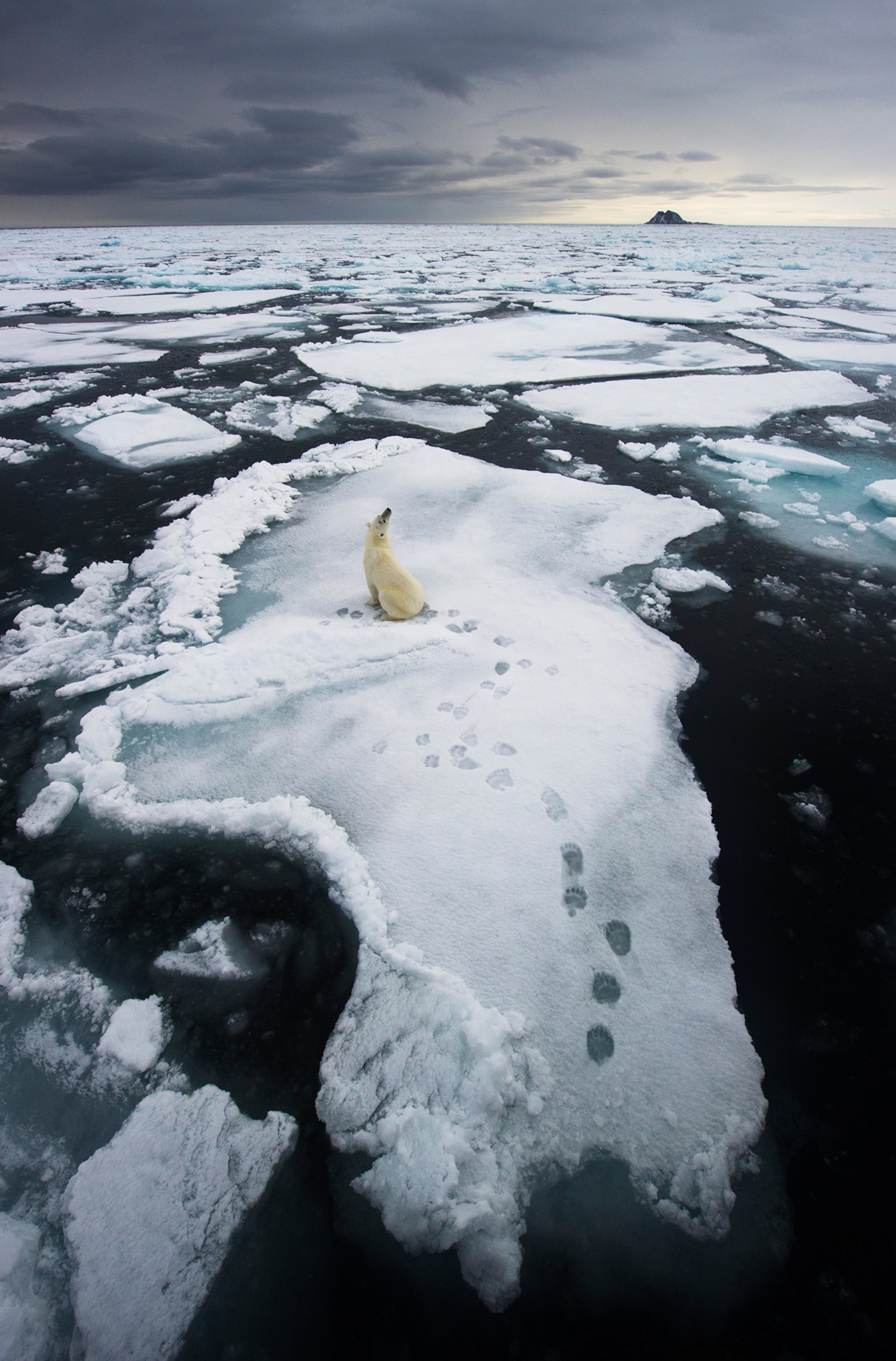 A trail of paw prints can be seen as a polar bear sits on a floating sheet of ice.