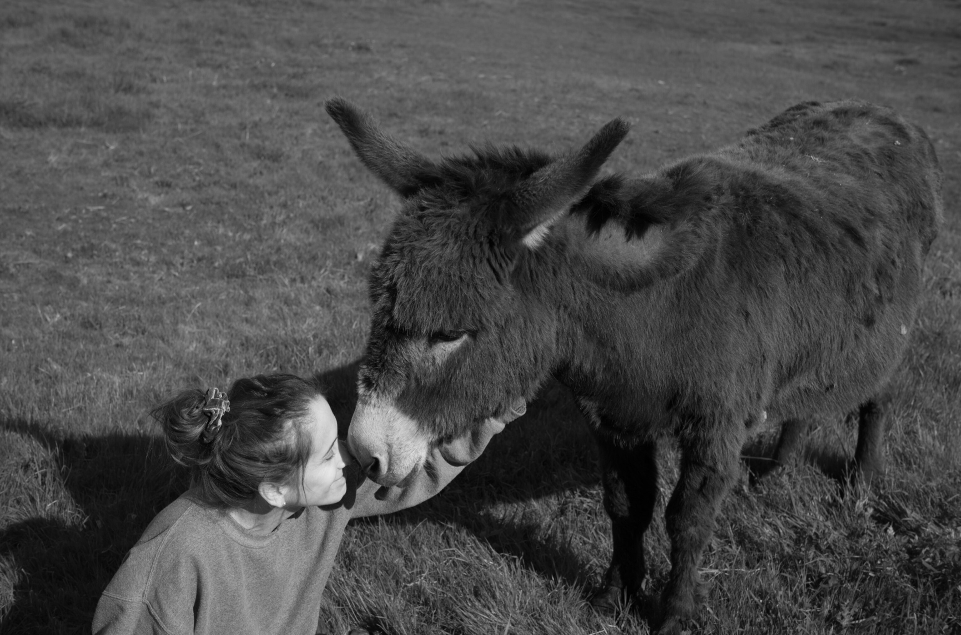 a person nuzzling the snout of a mule in the grass