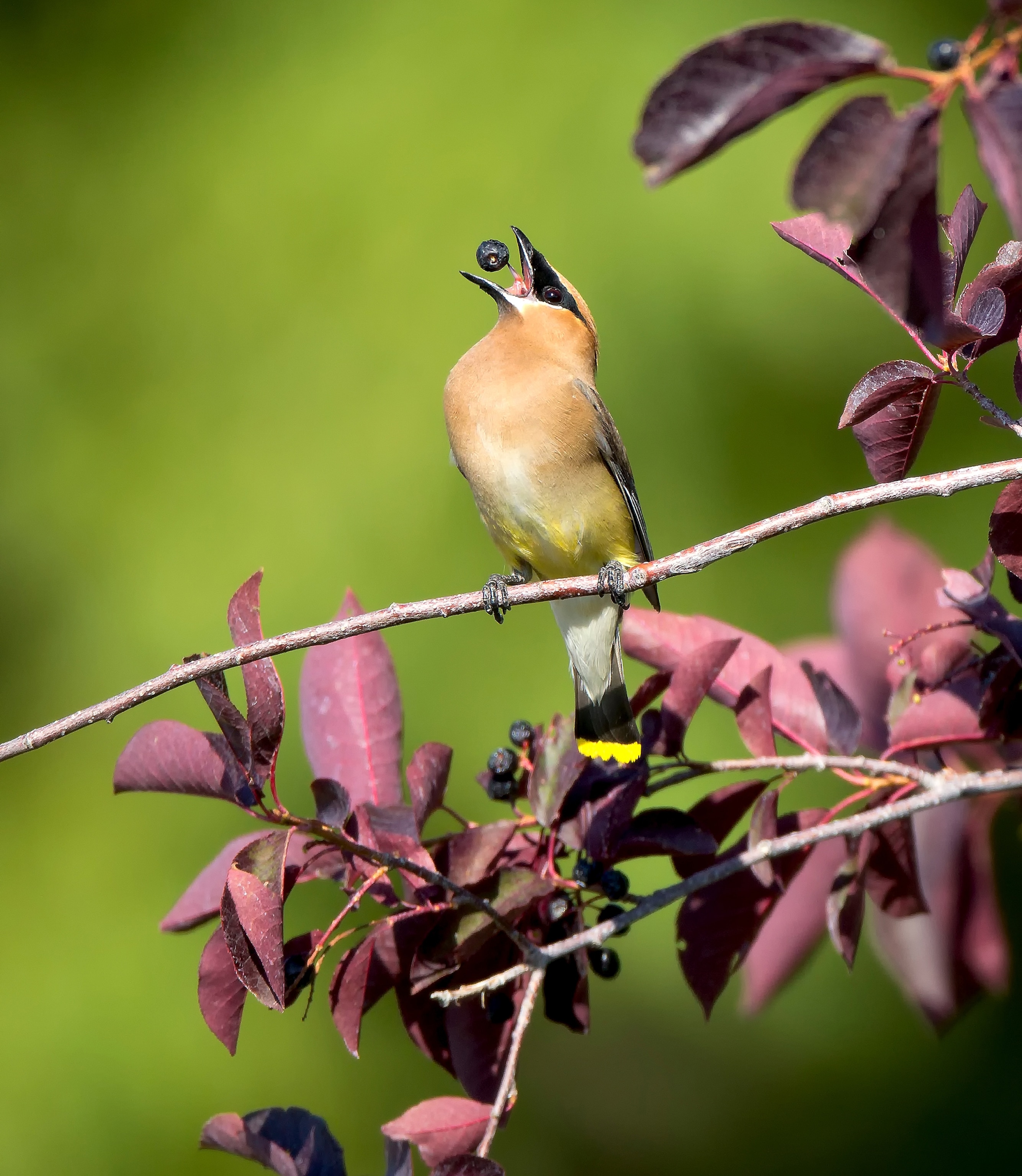 A bird sits on a branch and eats a berry.