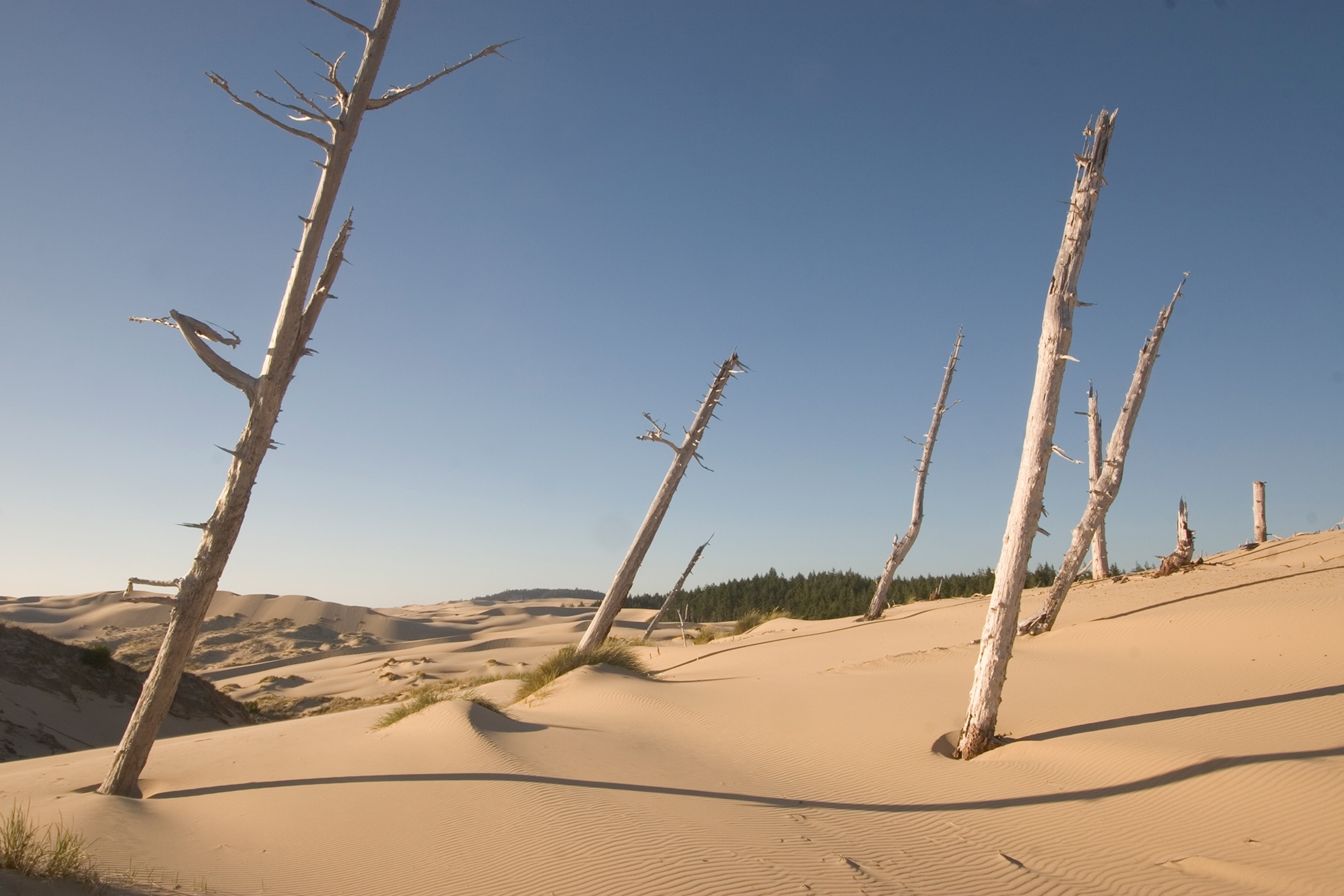 Dead conifer trees in sand dunes along the John Dellenback Trail at Oregon Dunes National Recreation Area.