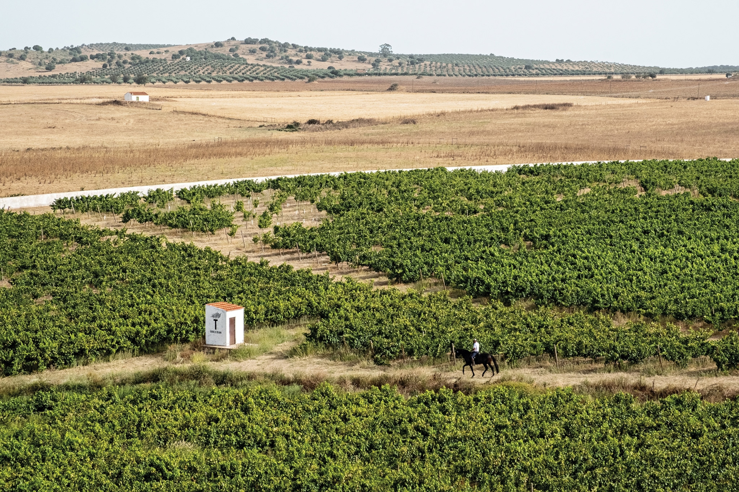 winery in countryside of norther alentejo in portugal
