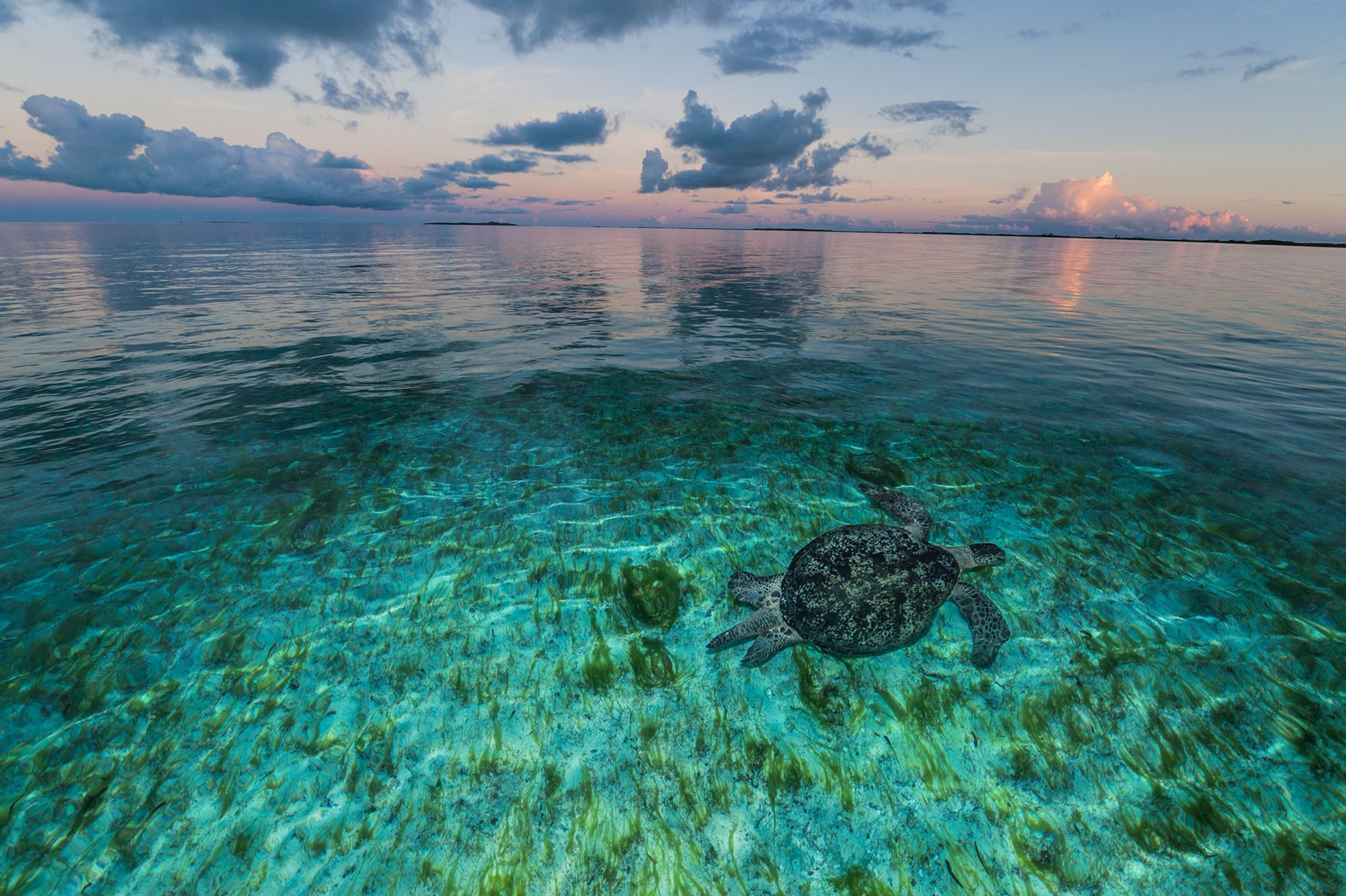 a sea turtle swims in shallow waters